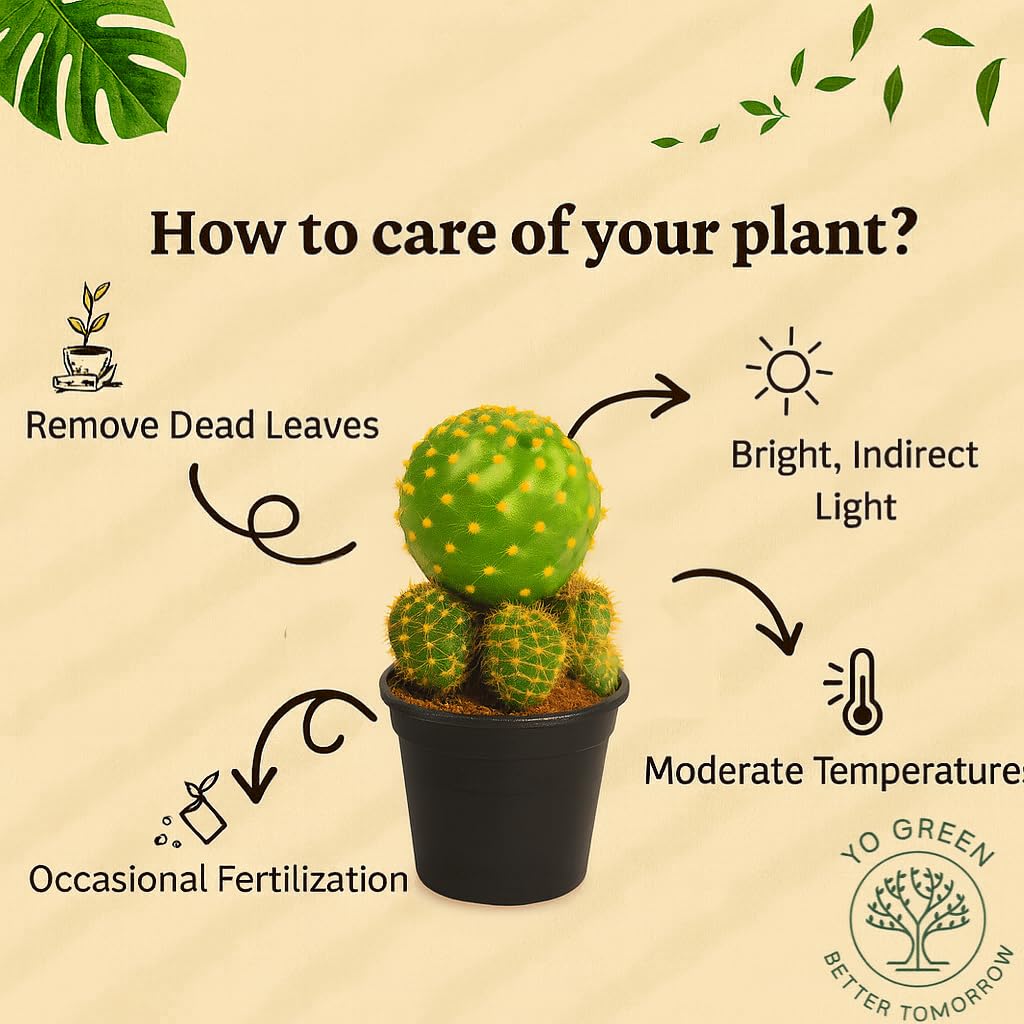 Yo Green succulent plant for Living Room - Healthy Indoor Feng Shui Plant, Low Maintenance, Air Purifying, Home Decor, Gifting, office desk