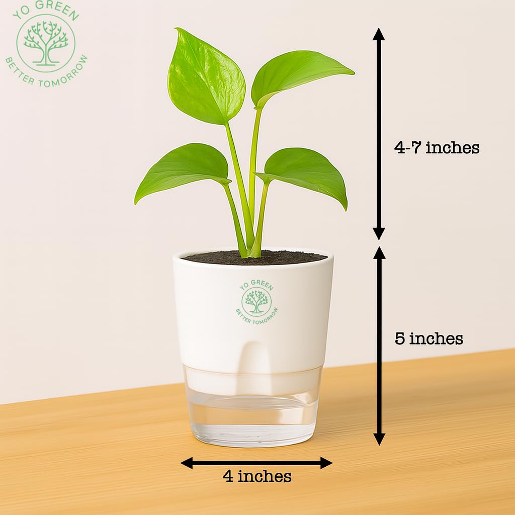 Yo Green Ficus Bonsai Live Plant Indoor - Perfect Bonsai Plant for Home Indoor -Bonsai Tree for Office, Bonsai Plants Gift for Beginners (10 inches-12 inches)