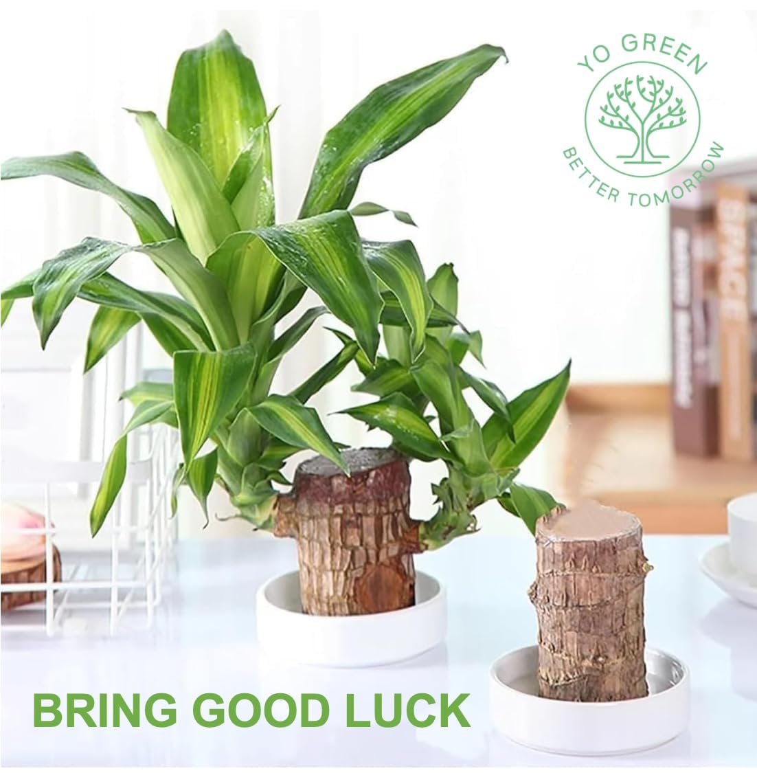 Yo Green Lucky Brazilian Wood Plant for Living Room - Healthy Indoor Feng Shui Plant, Low Maintenance Air Purifying Decor