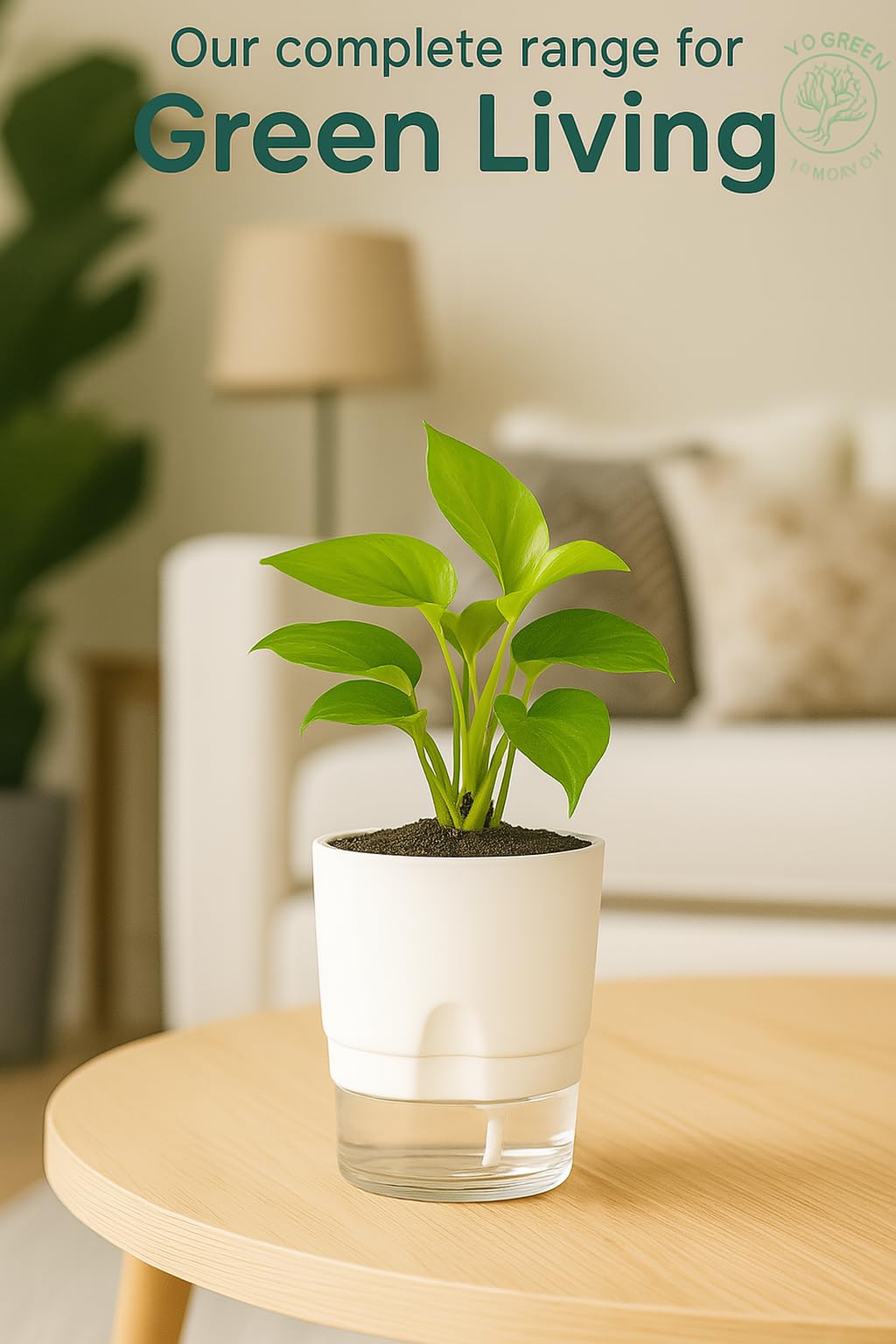 Plants for Living Room - Healthy Indoor Feng Shui Plant, Low Maintenance, Air Purifying