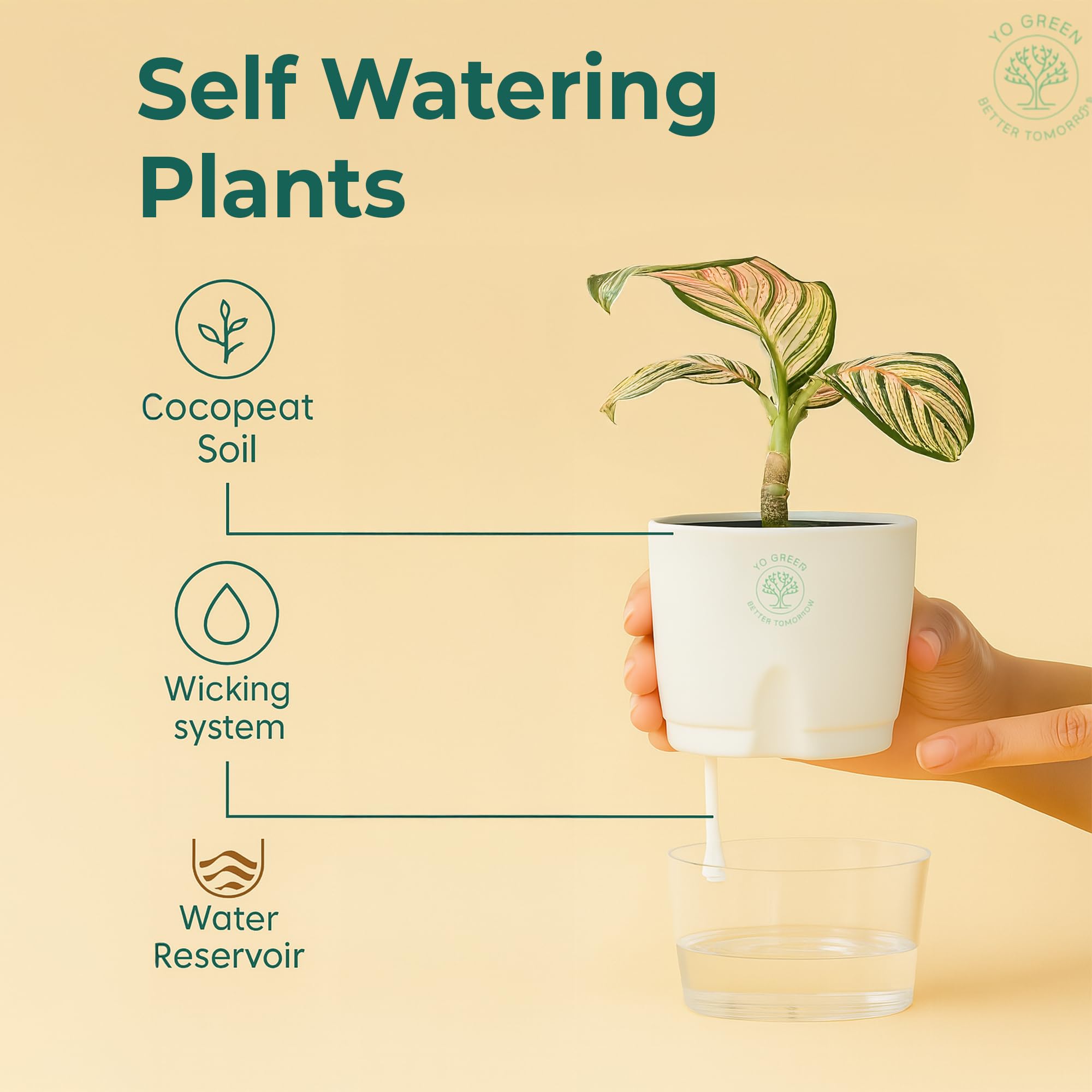 Plants for Living Room - Healthy Indoor Feng Shui Plant, Low Maintenance, Air Purifying