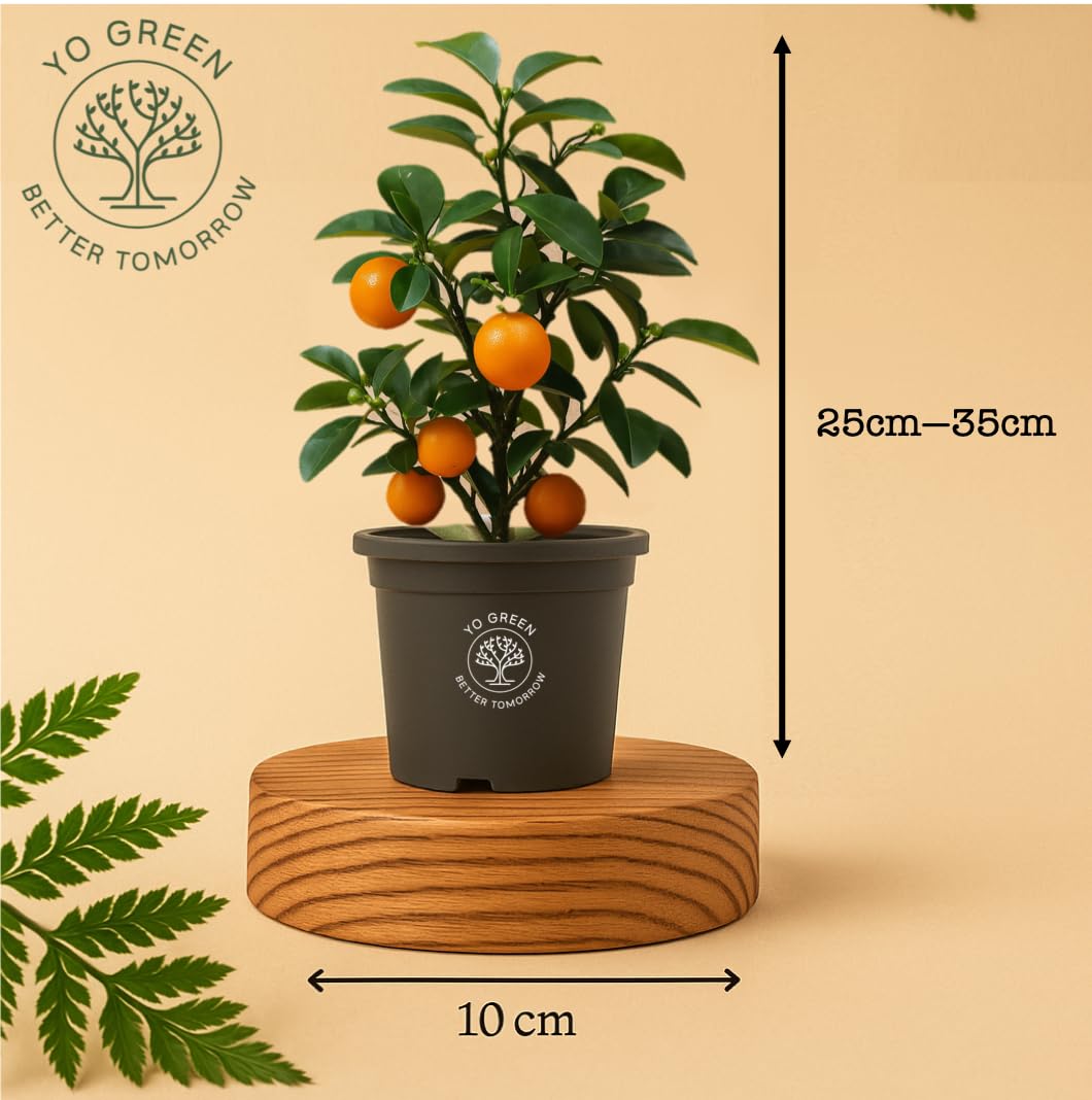 Yo Green High Yield Hybrid All Seasons Tangerine Fruit Tree Live Plant for Home Kitchen Terrace Garden Santre Ka Podha Santre Phal Ka Paudha Grafted Outdoor