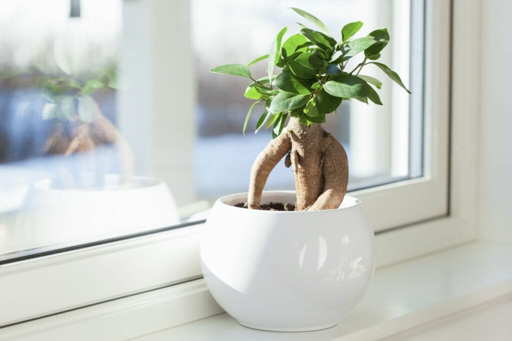 Yo Green Ficus Bonsai Live Plant Indoor - Perfect Bonsai Plant for Home Indoor -Bonsai Tree for Office, Bonsai Plants Gift for Beginners (10 inches-12 inches)