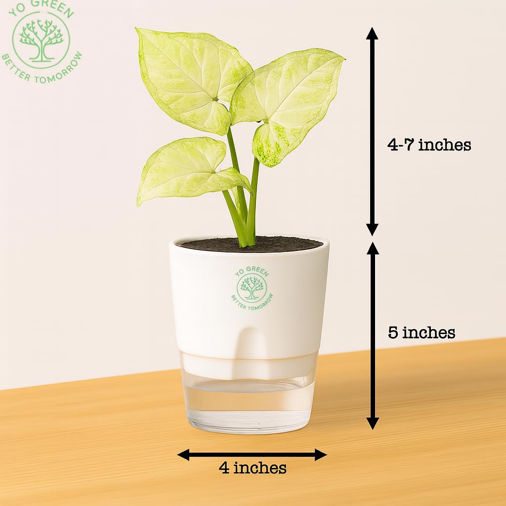 Yo Green Ficus Bonsai Live Plant Indoor - Perfect Bonsai Plant for Home Indoor -Bonsai Tree for Office, Bonsai Plants Gift for Beginners (10 inches-12 inches)