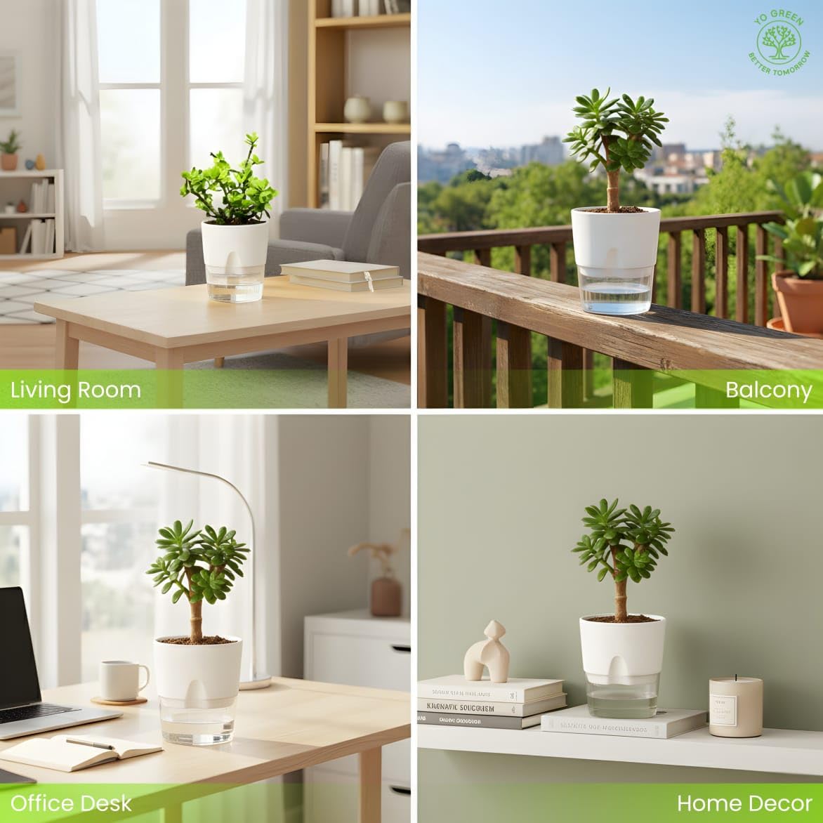 Yo Green Ficus Bonsai Live Plant Indoor - Perfect Bonsai Plant for Home Indoor -Bonsai Tree for Office, Bonsai Plants Gift for Beginners (10 inches-12 inches)