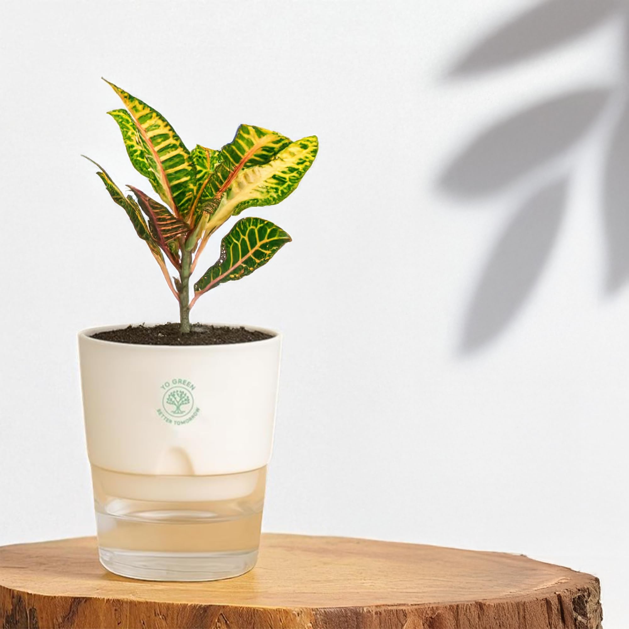 Plants for Living Room - Healthy Indoor Feng Shui Plant, Low Maintenance, Air Purifying