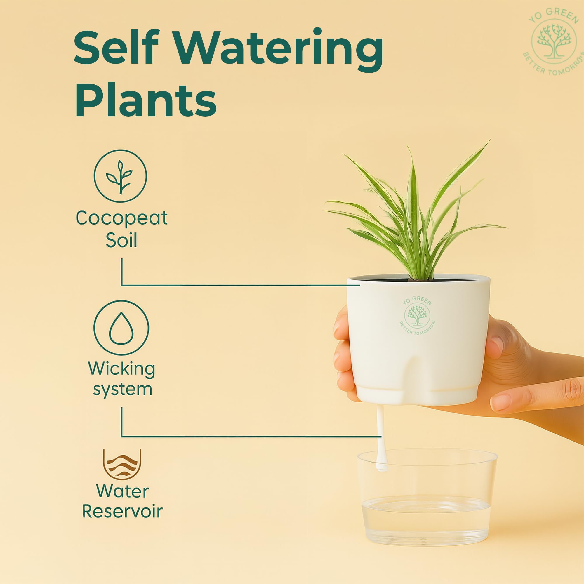 Plants for Living Room - Healthy Indoor Feng Shui Plant, Low Maintenance, Air Purifying