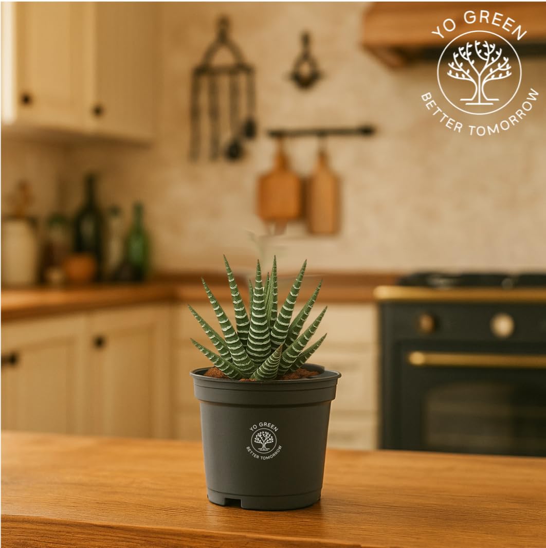 Yo Green succulent plant for Living Room - Healthy Indoor Feng Shui Plant, Low Maintenance, Air Purifying, Home Decor, Gifting, office desk