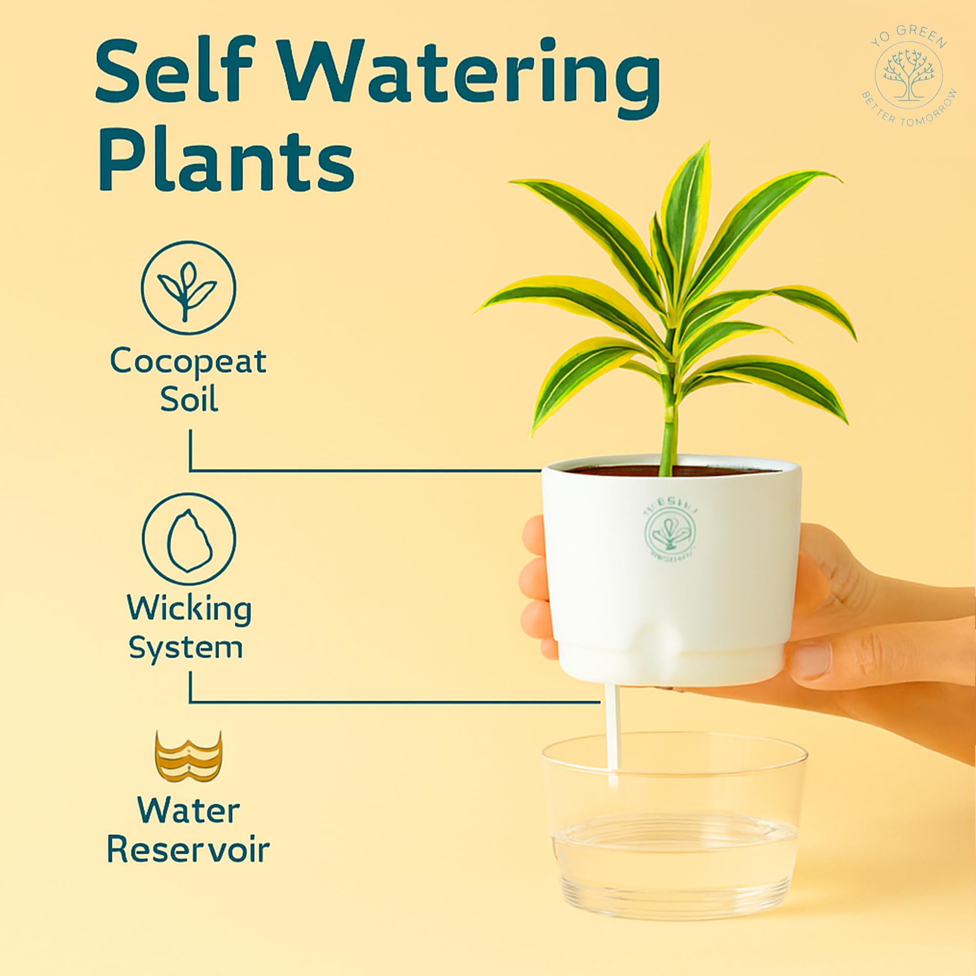 Plants for Living Room - Healthy Indoor Feng Shui Plant, Low Maintenance, Air Purifying