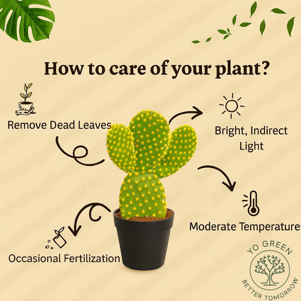 Yo Green succulent plant for Living Room - Healthy Indoor Feng Shui Plant, Low Maintenance, Air Purifying, Home Decor, Gifting, office desk