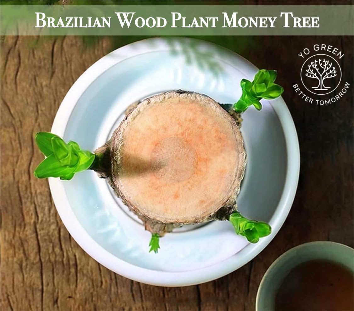 Yo Green Lucky Brazilian Wood Plant for Living Room - Healthy Indoor Feng Shui Plant, Low Maintenance Air Purifying Decor