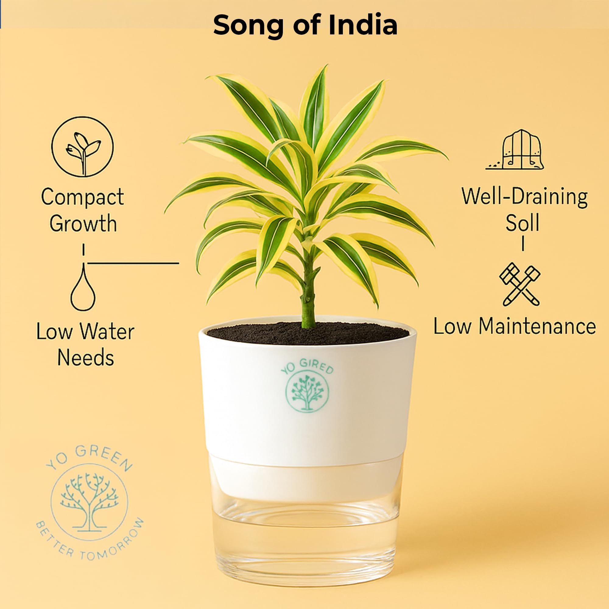 Plants for Living Room - Healthy Indoor Feng Shui Plant, Low Maintenance, Air Purifying