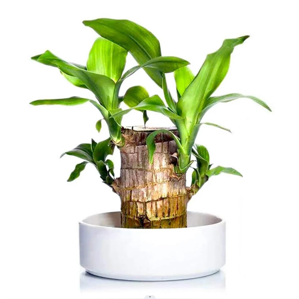 Yo Green Lucky Brazilian Wood Plant for Living Room - Healthy Indoor Feng Shui Plant, Low Maintenance Air Purifying Decor