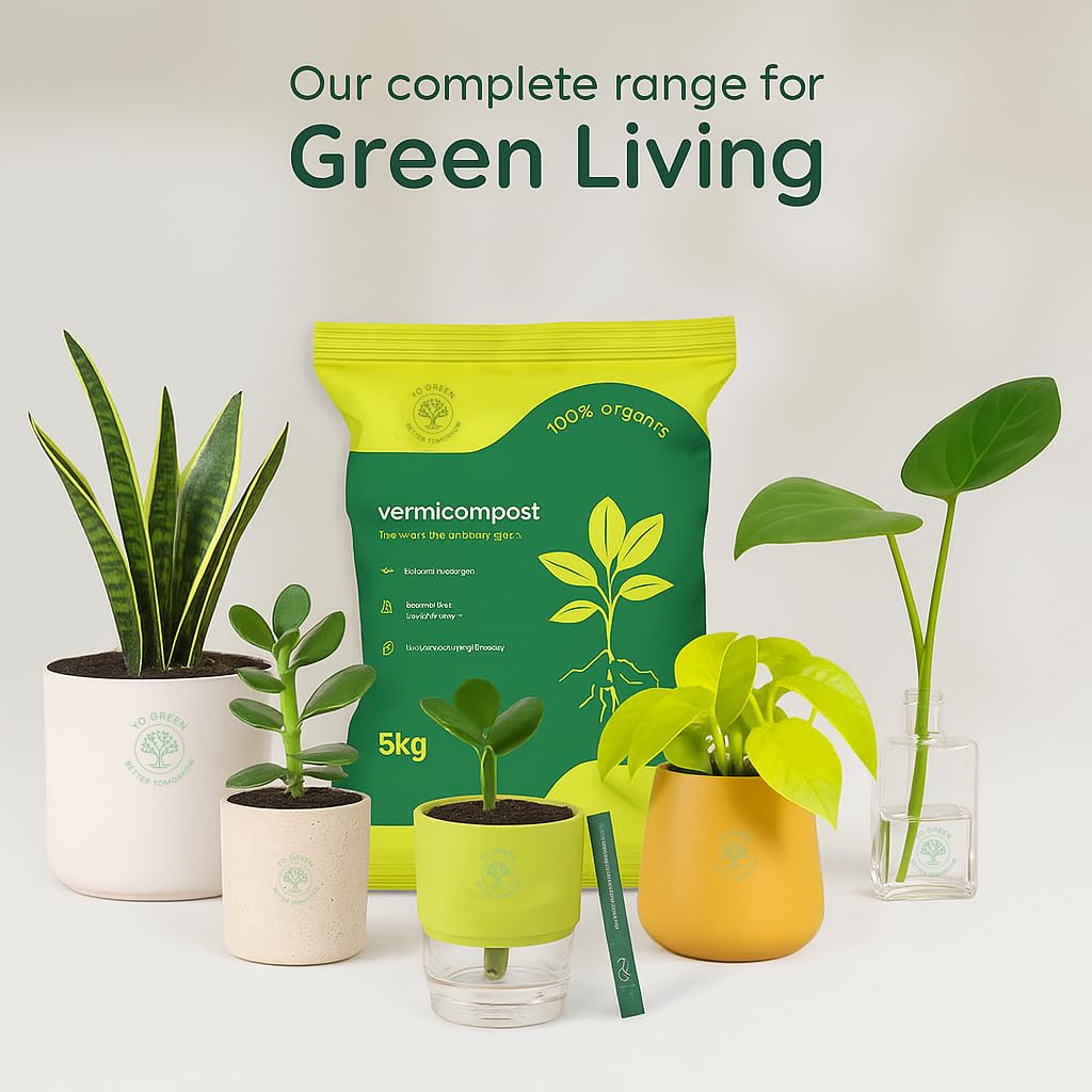 Yo Green Ficus Bonsai Live Plant Indoor - Perfect Bonsai Plant for Home Indoor -Bonsai Tree for Office, Bonsai Plants Gift for Beginners (10 inches-12 inches)