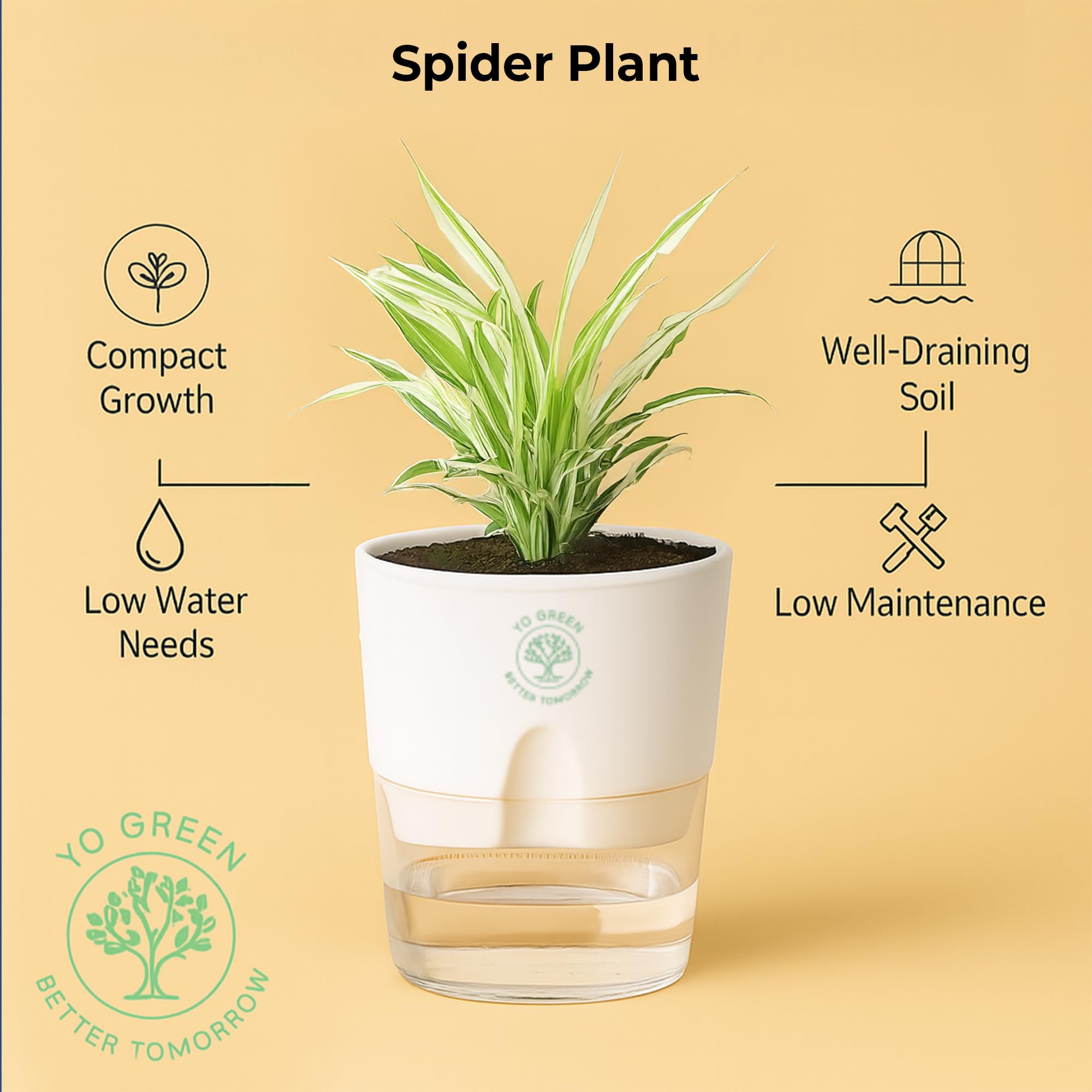 Plants for Living Room - Healthy Indoor Feng Shui Plant, Low Maintenance, Air Purifying