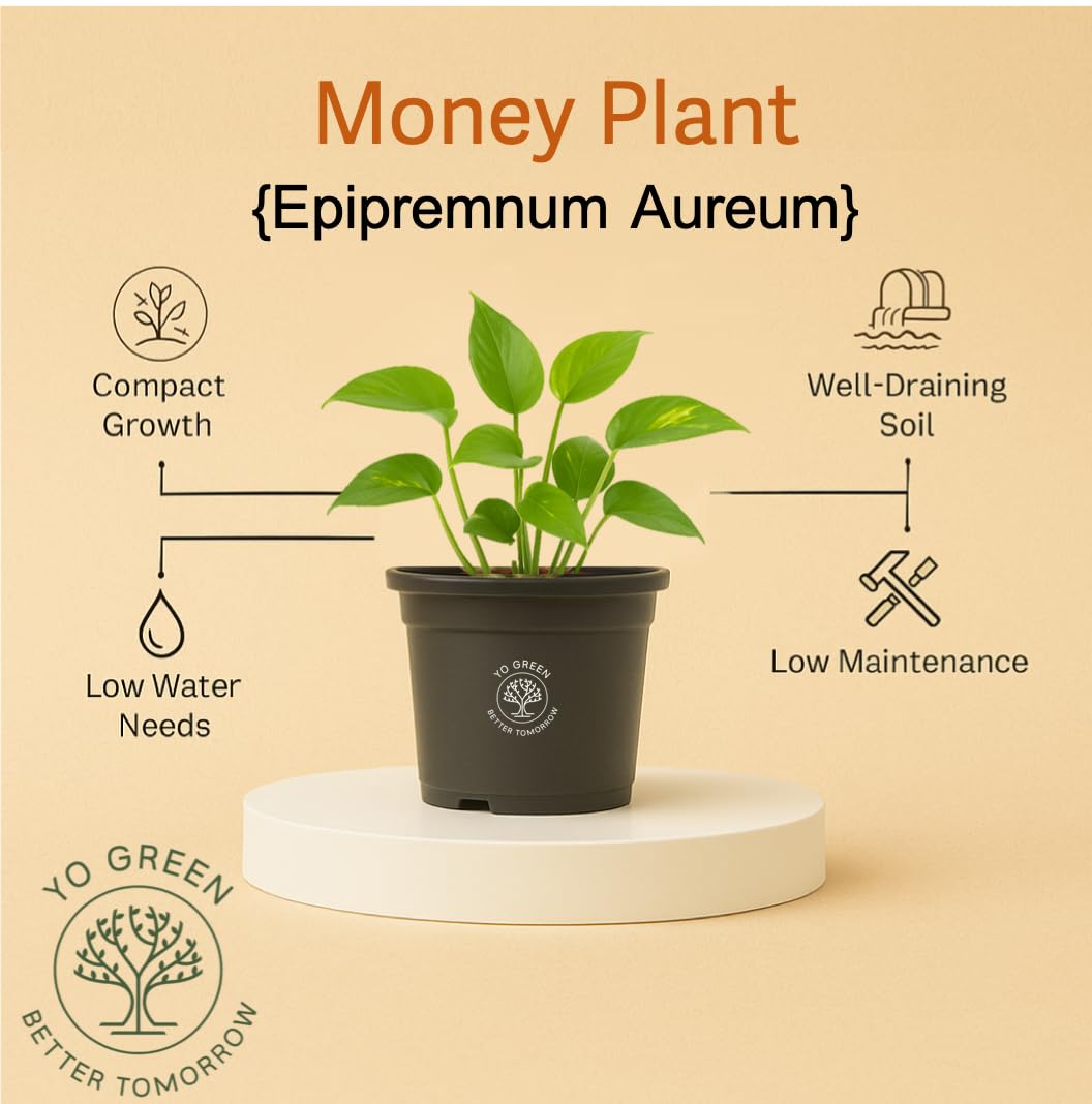 Yo Green Ficus Bonsai Live Plant Indoor - Perfect Bonsai Plant for Home Indoor -Bonsai Tree for Office, Bonsai Plants Gift for Beginners (10 inches-12 inches)