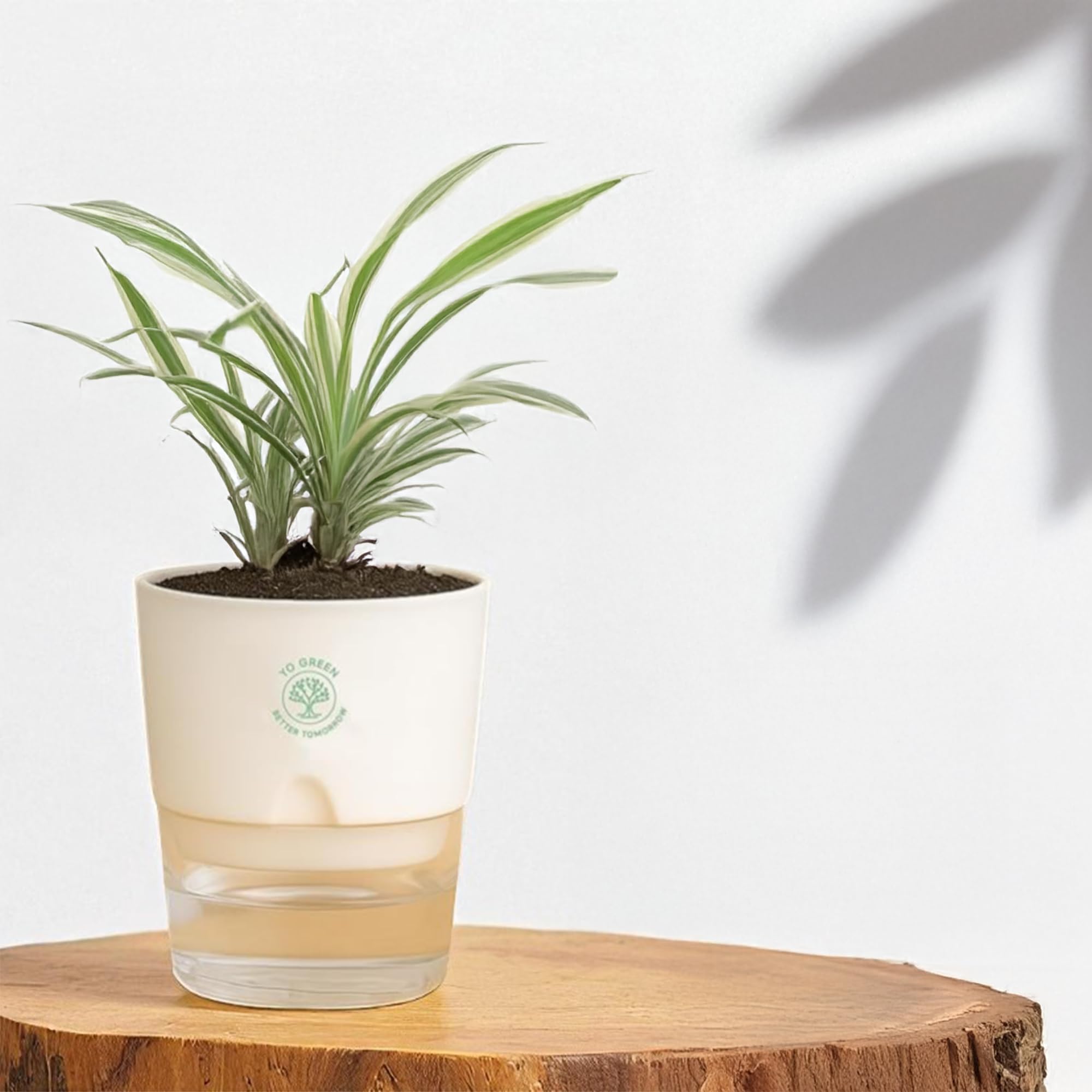 Plants for Living Room - Healthy Indoor Feng Shui Plant, Low Maintenance, Air Purifying