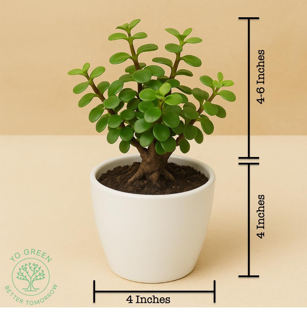 Yo Green succulent plant for Living Room - Healthy Indoor Feng Shui Plant, Low Maintenance, Air Purifying, Home Decor, Gifting, office desk