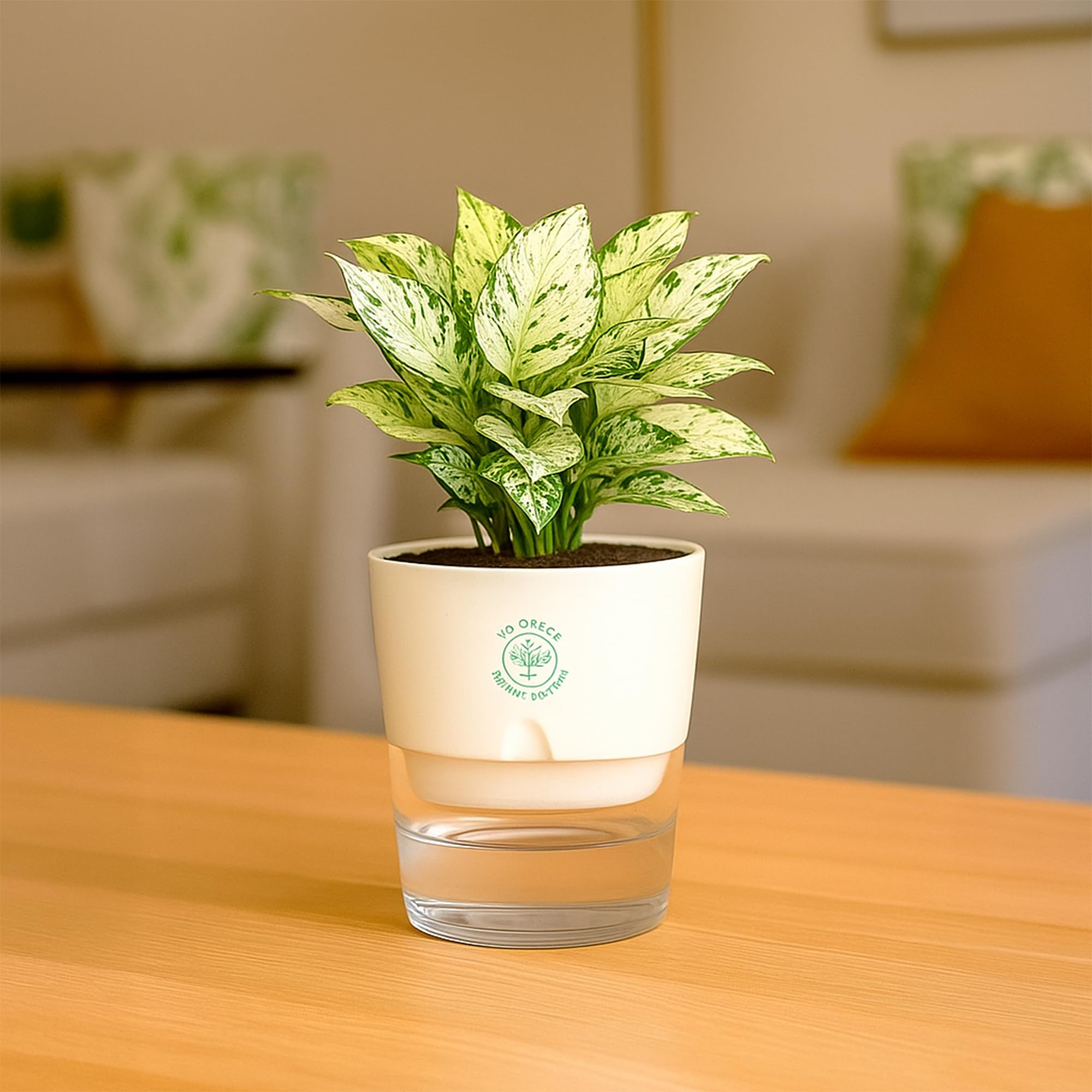 Plants for Living Room - Healthy Indoor Feng Shui Plant, Low Maintenance, Air Purifying