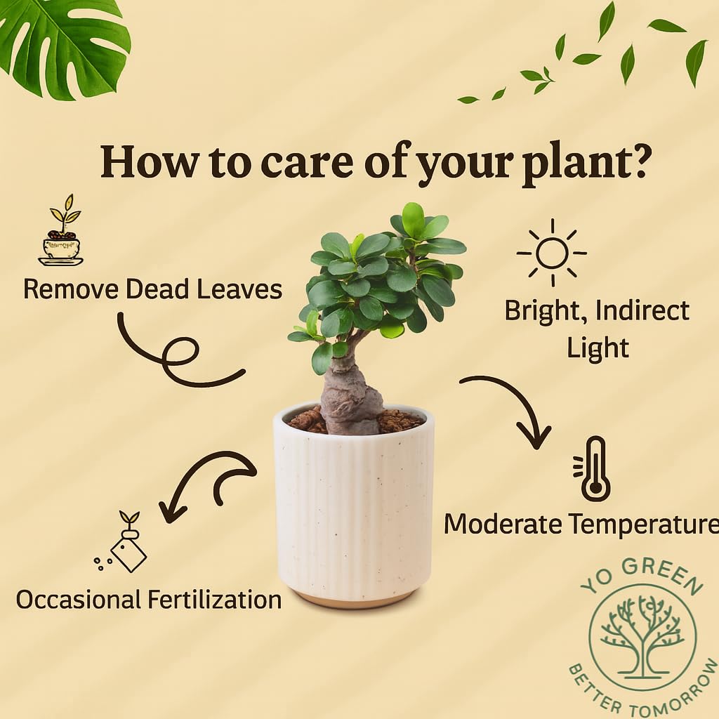 Yo Green Ficus Bonsai Live Plant Indoor - Perfect Bonsai Plant for Home Indoor -Bonsai Tree for Office, Bonsai Plants Gift for Beginners (10 inches-12 inches)