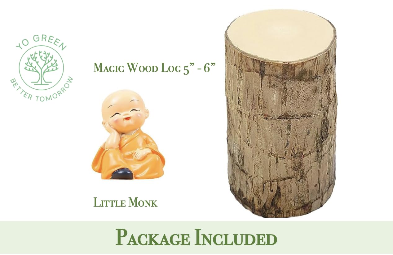 Yo Green Lucky Brazilian Wood Plant for Living Room - Healthy Indoor Feng Shui Plant, Low Maintenance Air Purifying Decor