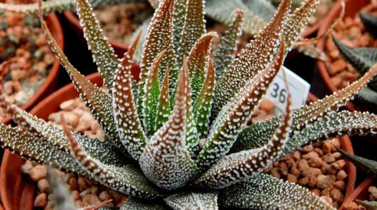 Yo Green succulent plant for Living Room - Healthy Indoor Feng Shui Plant, Low Maintenance, Air Purifying, Home Decor, Gifting, office desk