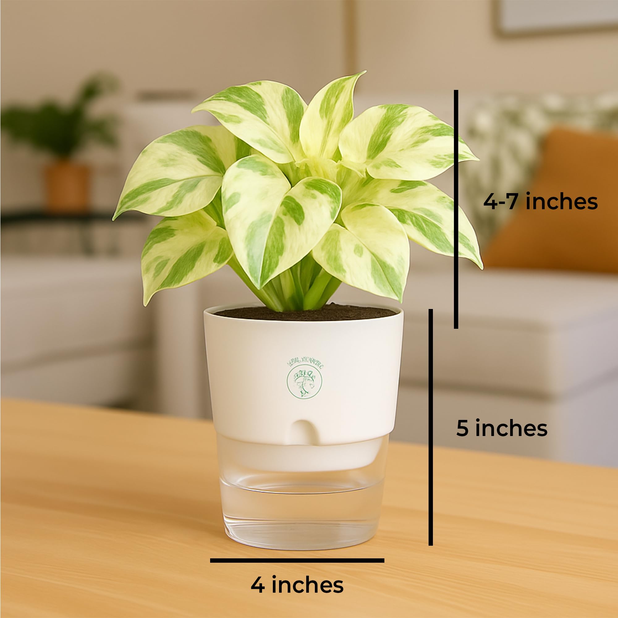 Plants for Living Room - Healthy Indoor Feng Shui Plant, Low Maintenance, Air Purifying
