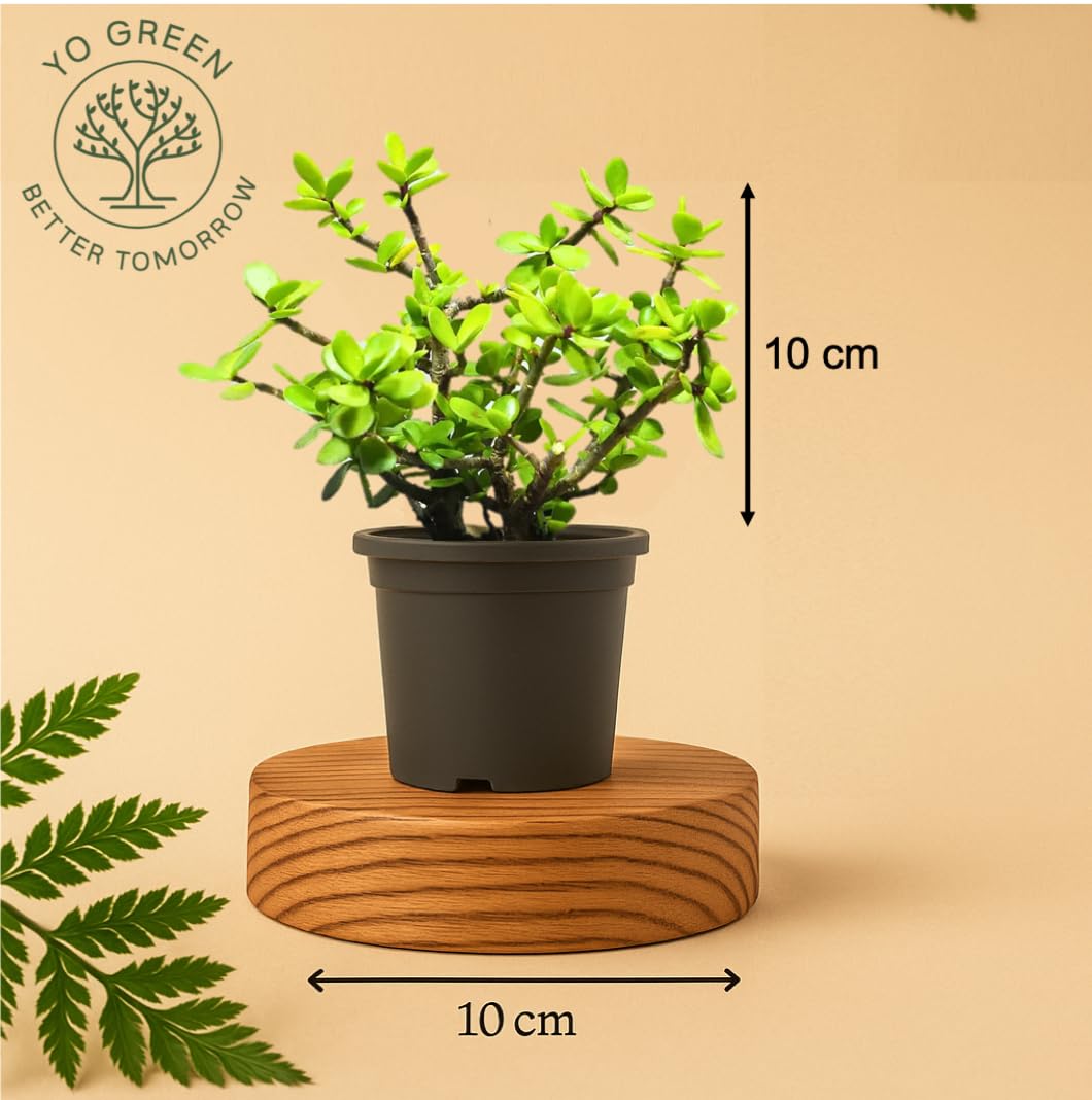 Yo Green succulent plant for Living Room - Healthy Indoor Feng Shui Plant, Low Maintenance, Air Purifying, Home Decor, Gifting, office desk