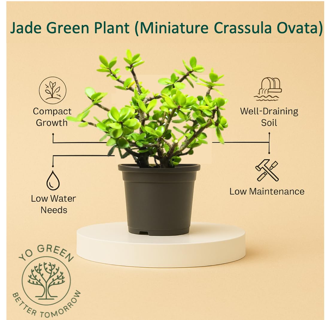 Yo Green succulent plant for Living Room - Healthy Indoor Feng Shui Plant, Low Maintenance, Air Purifying, Home Decor, Gifting, office desk