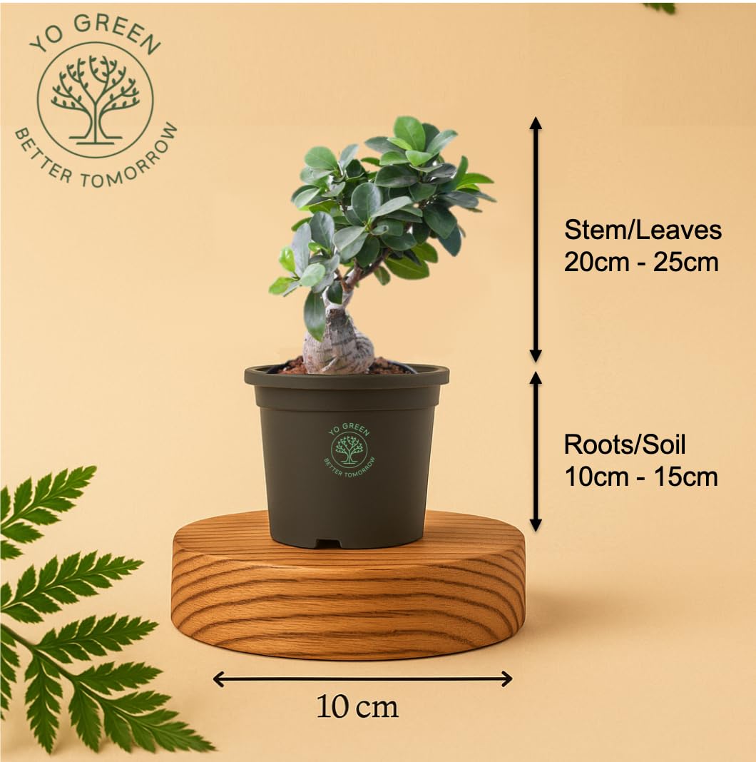 Yo Green Ficus Bonsai Live Plant Indoor - Perfect Bonsai Plant for Home Indoor -Bonsai Tree for Office, Bonsai Plants Gift for Beginners (10 inches-12 inches)