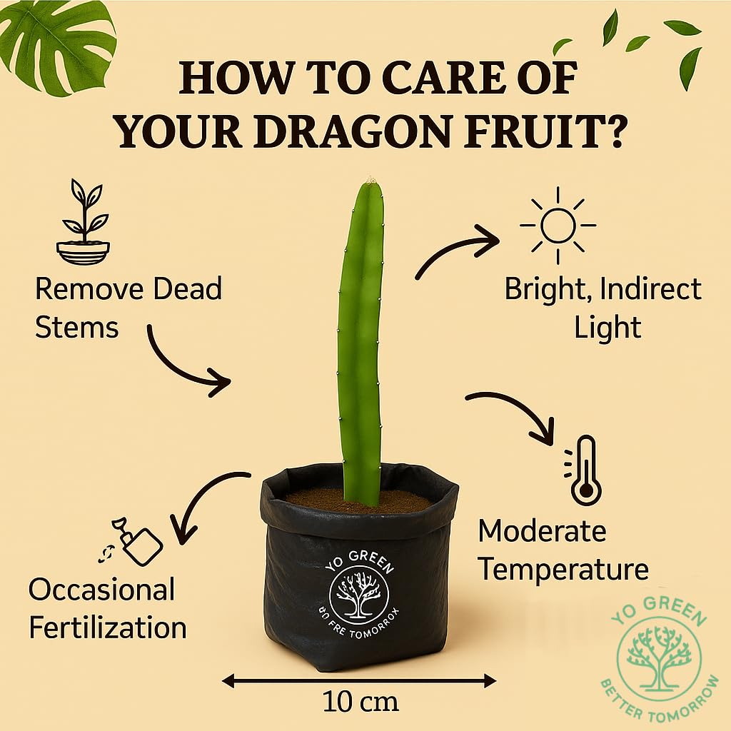 Yo Green High Yield Hybrid All Seasons Tangerine Fruit Tree Live Plant for Home Kitchen Terrace Garden Santre Ka Podha Santre Phal Ka Paudha Grafted Outdoor