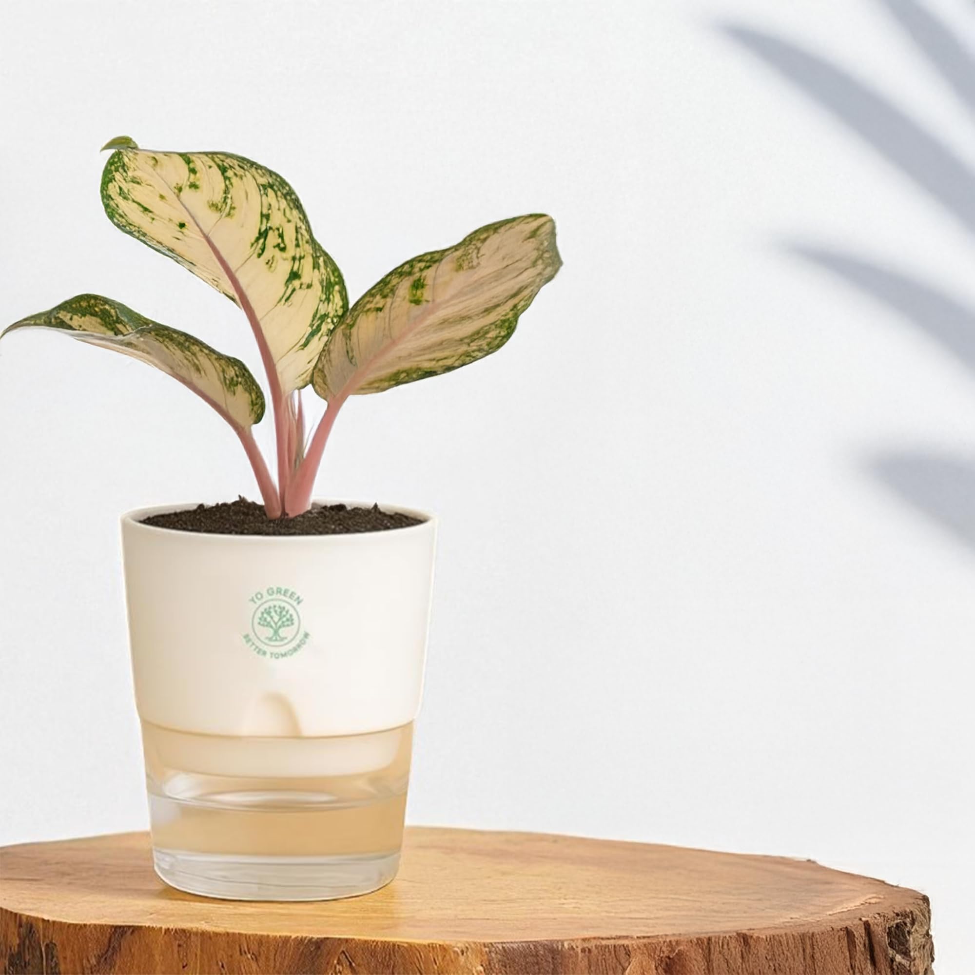 Plants for Living Room - Healthy Indoor Feng Shui Plant, Low Maintenance, Air Purifying