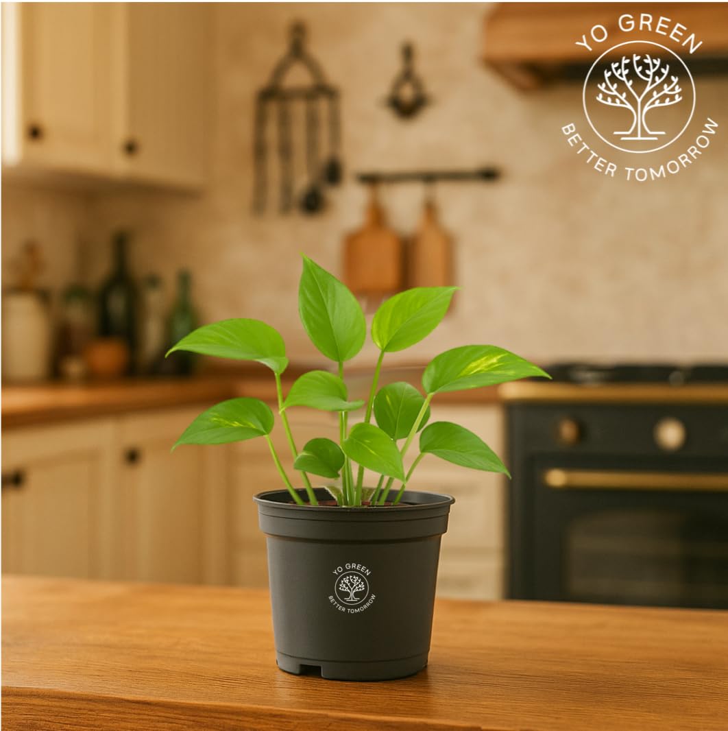 Yo Green Ficus Bonsai Live Plant Indoor - Perfect Bonsai Plant for Home Indoor -Bonsai Tree for Office, Bonsai Plants Gift for Beginners (10 inches-12 inches)