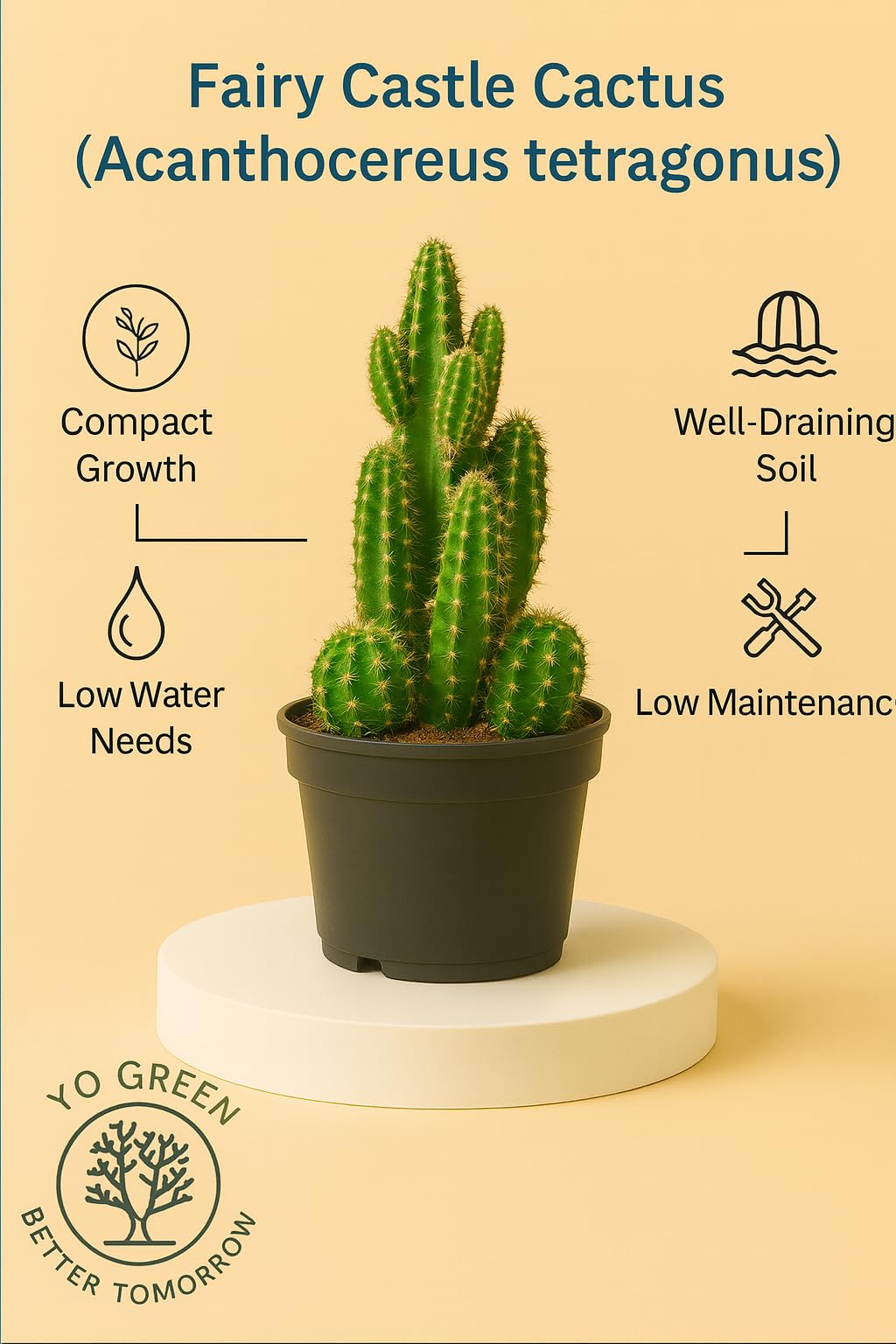 Yo Green succulent plant for Living Room - Healthy Indoor Feng Shui Plant, Low Maintenance, Air Purifying, Home Decor, Gifting, office desk