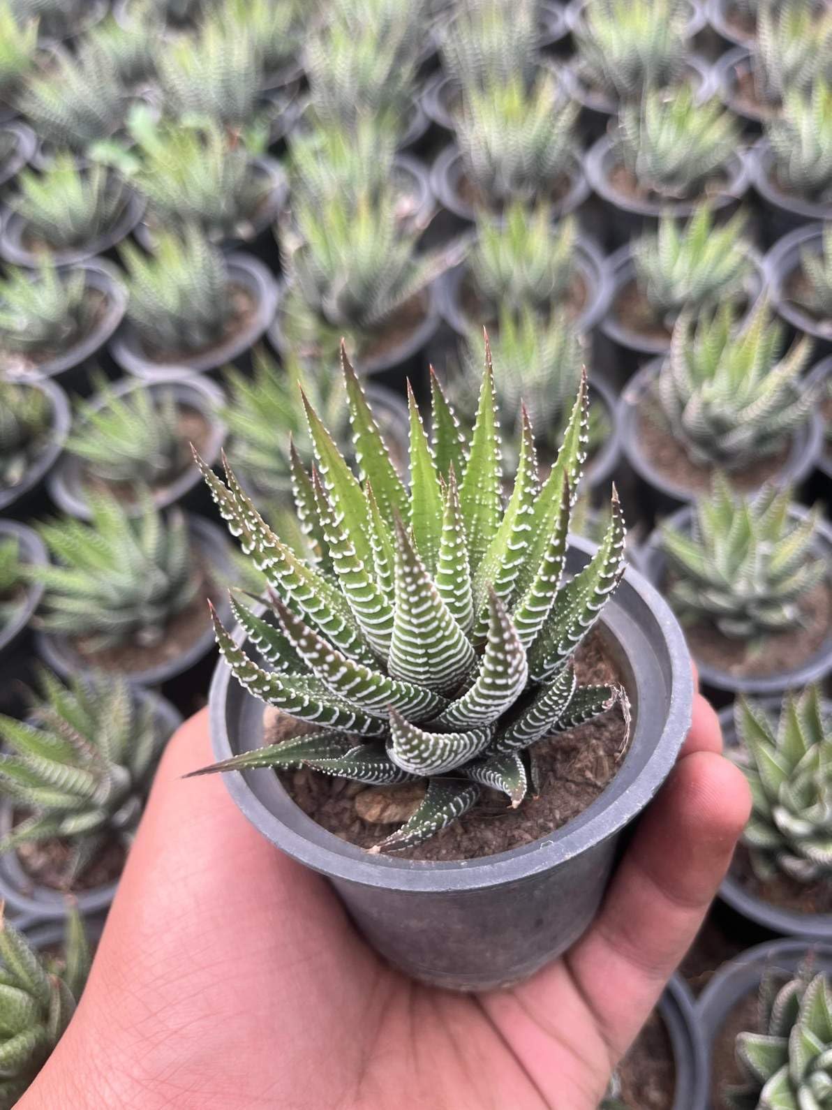 Yo Green succulent plant for Living Room - Healthy Indoor Feng Shui Plant, Low Maintenance, Air Purifying, Home Decor, Gifting, office desk