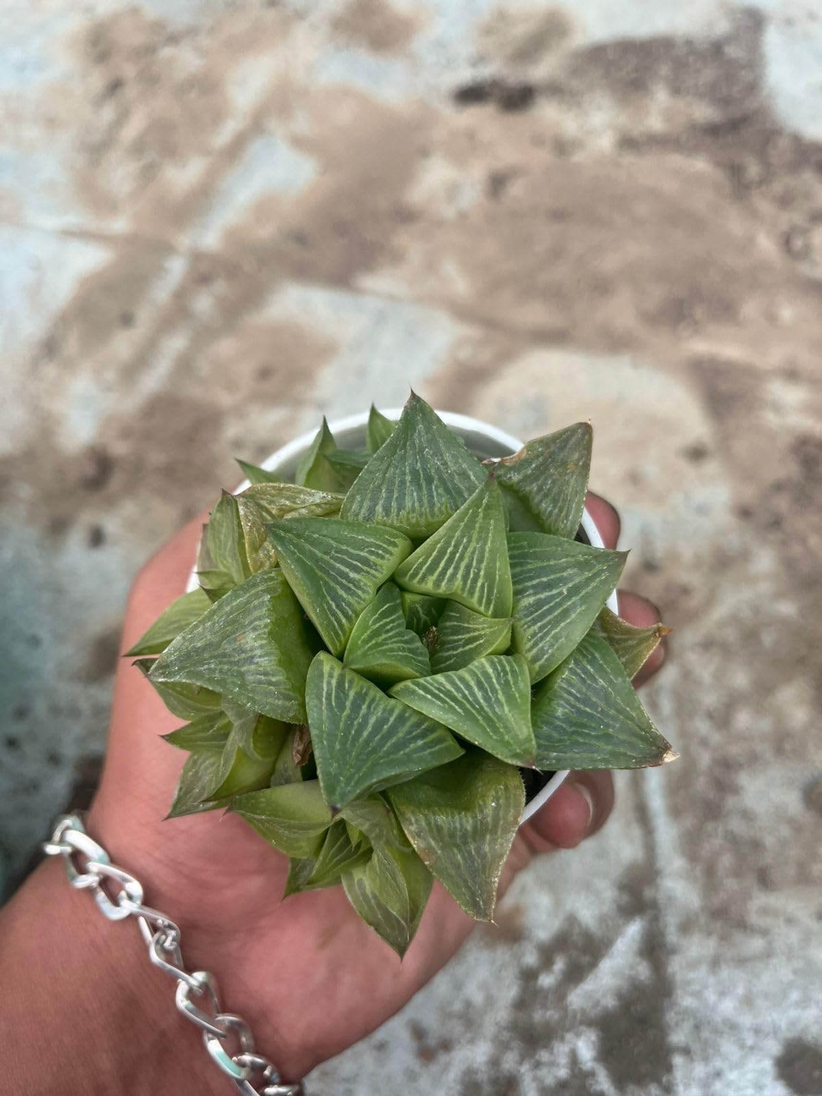 Yo Green succulent plant for Living Room - Healthy Indoor Feng Shui Plant, Low Maintenance, Air Purifying, Home Decor, Gifting, office desk