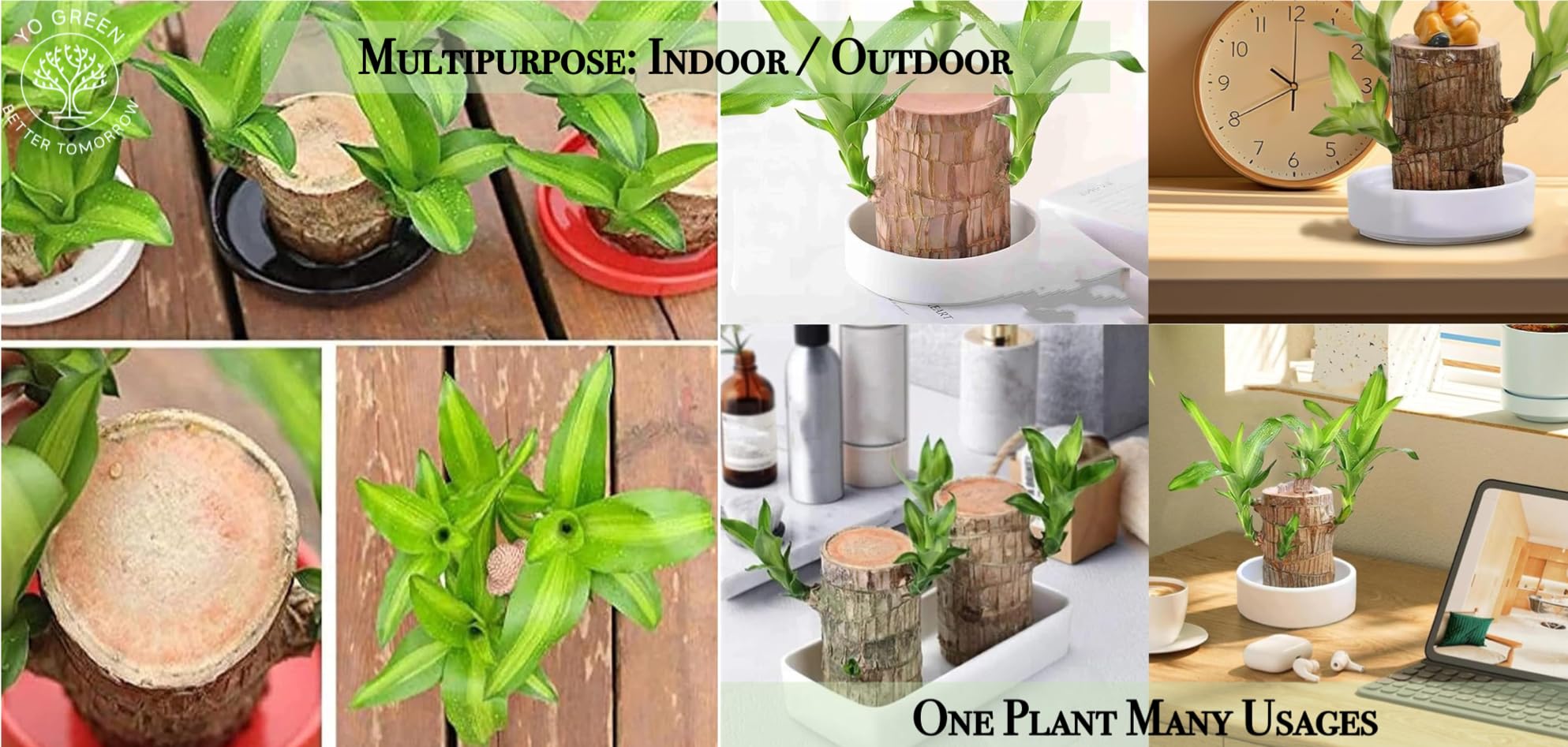 Yo Green Lucky Brazilian Wood Plant for Living Room - Healthy Indoor Feng Shui Plant, Low Maintenance Air Purifying Decor