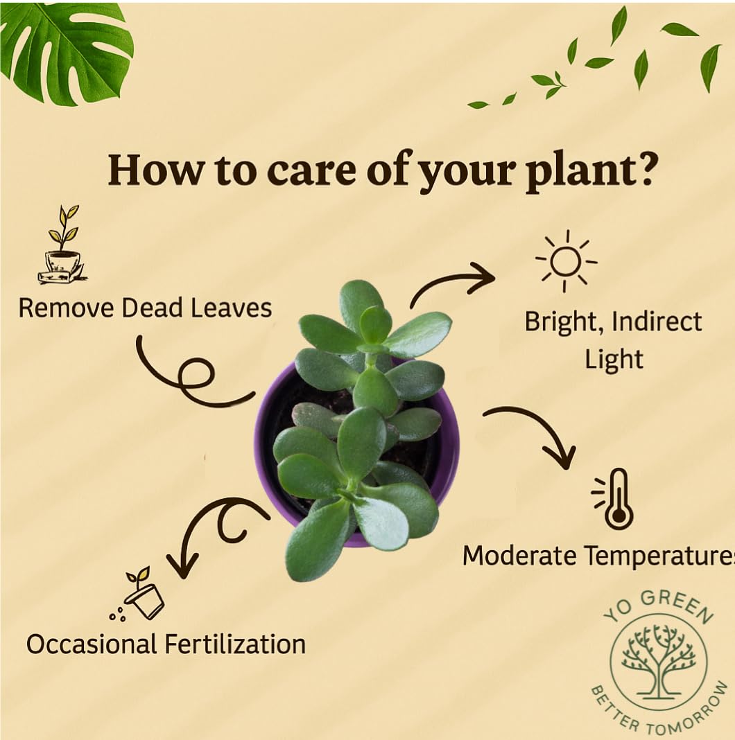 Yo Green succulent plant for Living Room - Healthy Indoor Feng Shui Plant, Low Maintenance, Air Purifying, Home Decor, Gifting, office desk