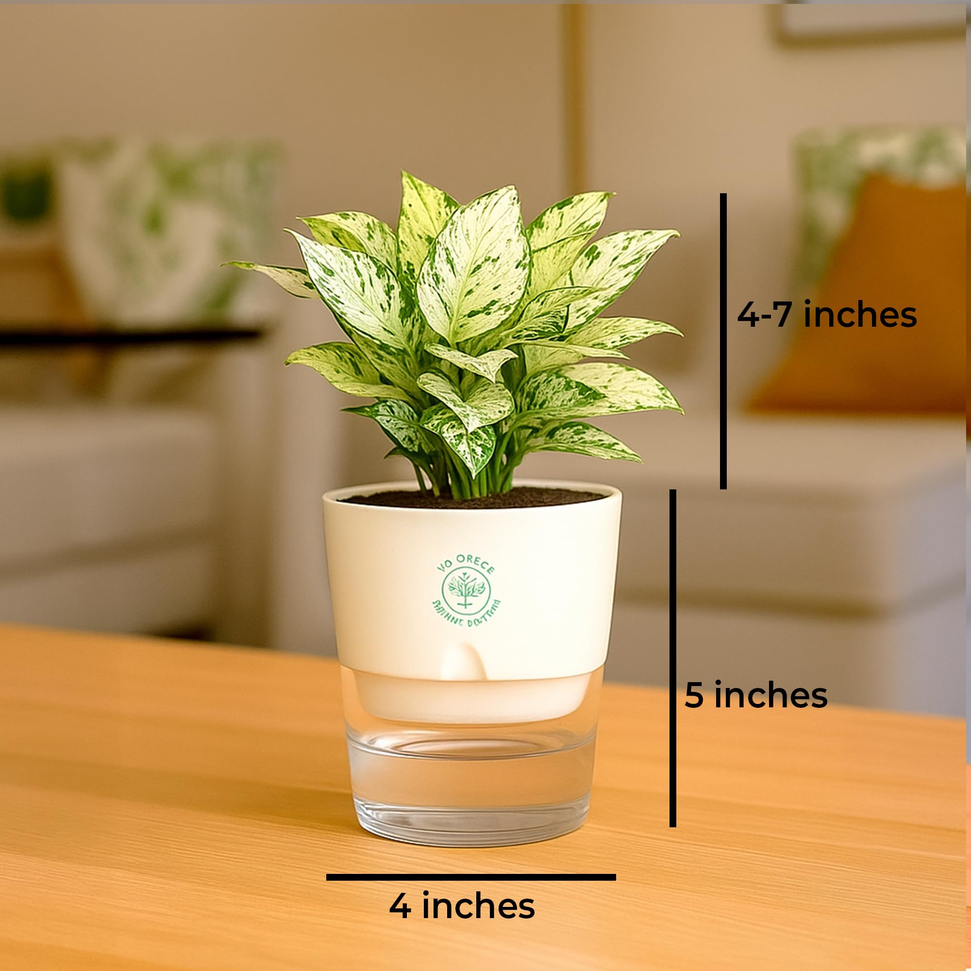 Plants for Living Room - Healthy Indoor Feng Shui Plant, Low Maintenance, Air Purifying