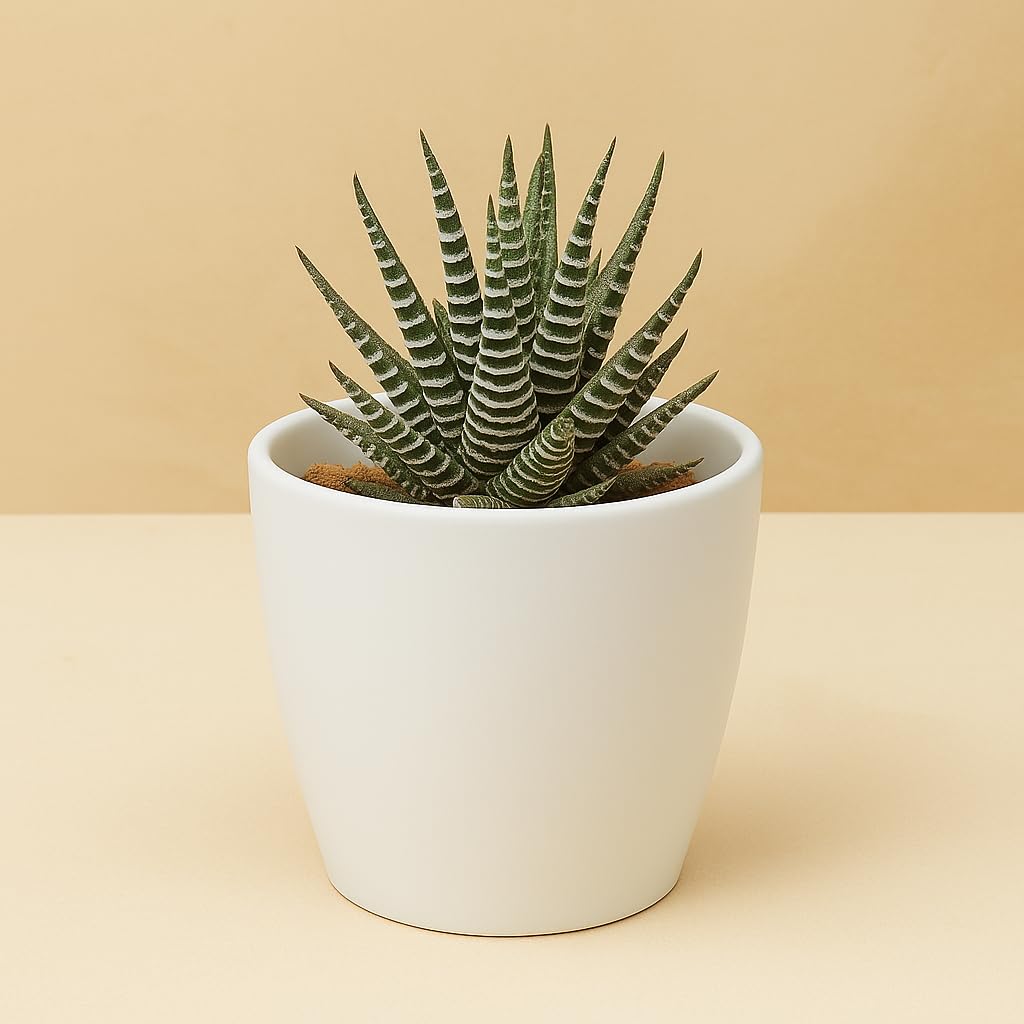 Yo Green succulent plant for Living Room - Healthy Indoor Feng Shui Plant, Low Maintenance, Air Purifying, Home Decor, Gifting, office desk