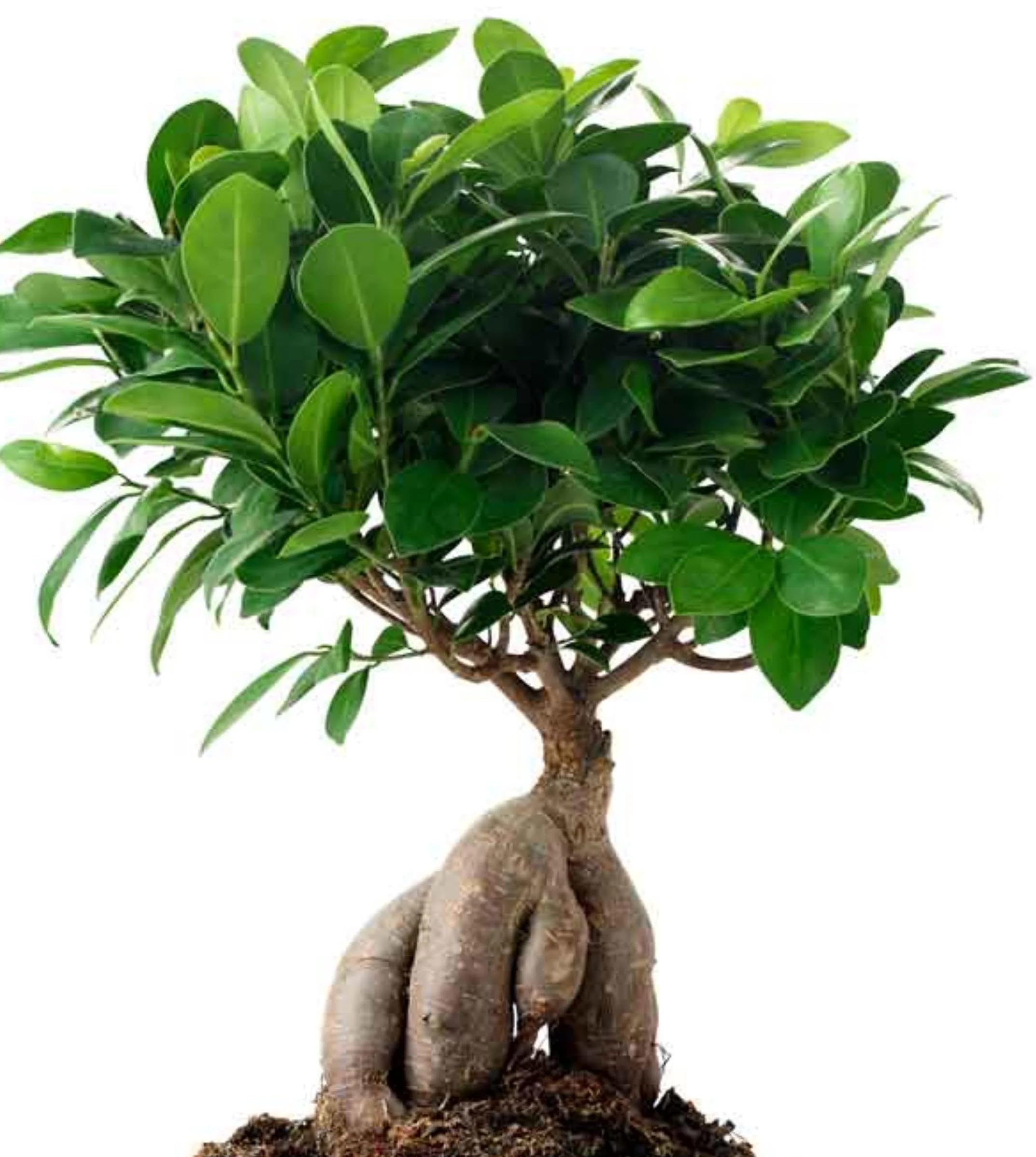 Yo Green Ficus Bonsai Live Plant Indoor - Perfect Bonsai Plant for Home Indoor -Bonsai Tree for Office, Bonsai Plants Gift for Beginners (10 inches-12 inches)