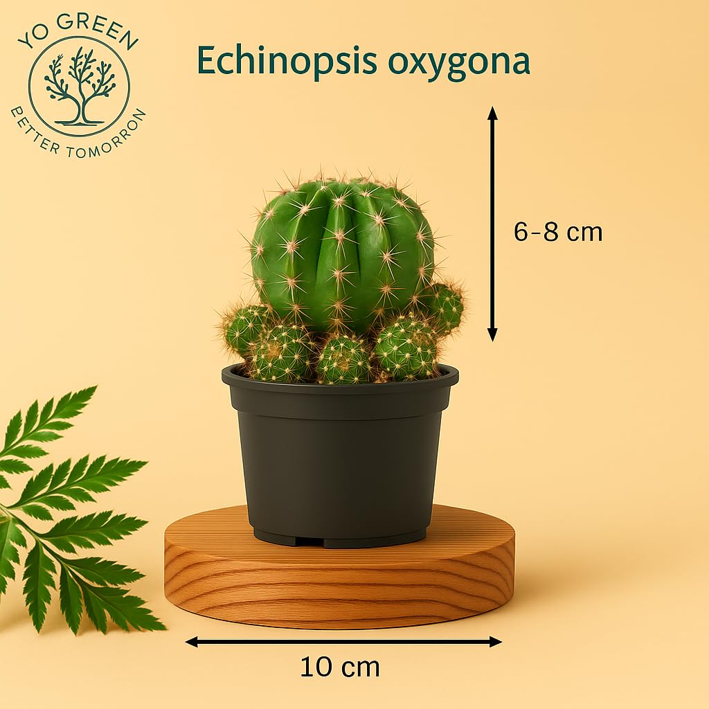 Yo Green succulent plant for Living Room - Healthy Indoor Feng Shui Plant, Low Maintenance, Air Purifying, Home Decor, Gifting, office desk