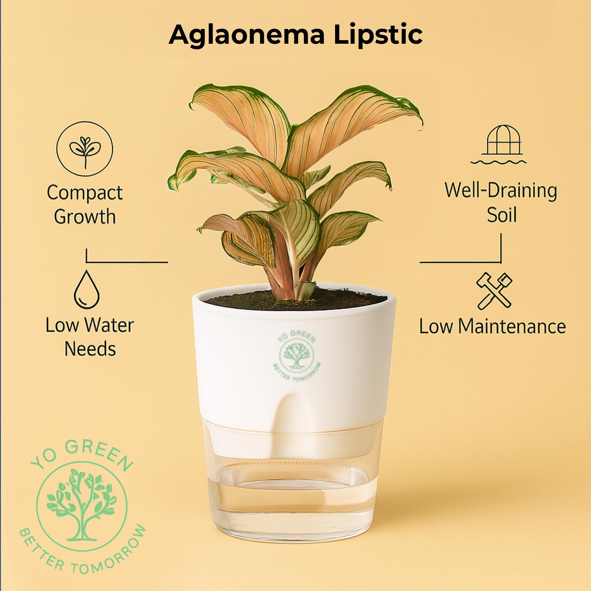 Plants for Living Room - Healthy Indoor Feng Shui Plant, Low Maintenance, Air Purifying