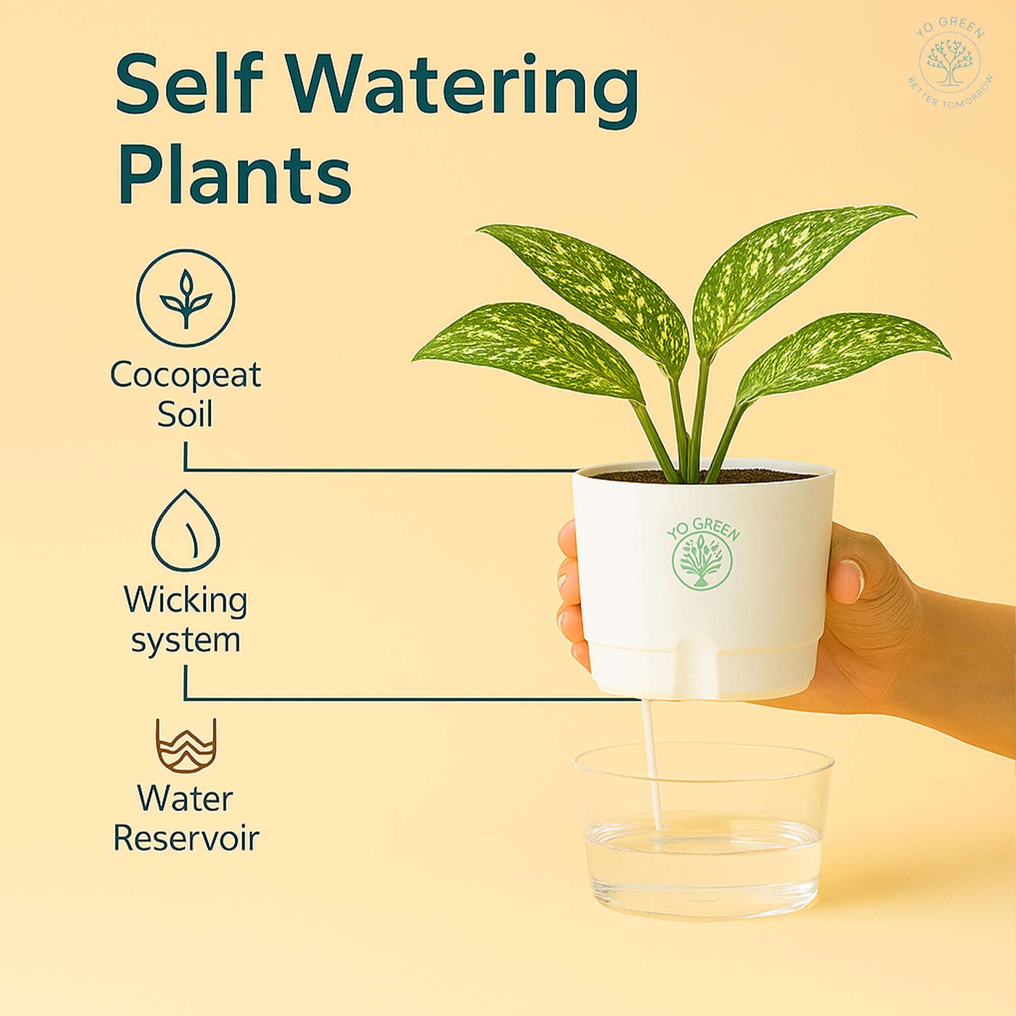 Plants for Living Room - Healthy Indoor Feng Shui Plant, Low Maintenance, Air Purifying
