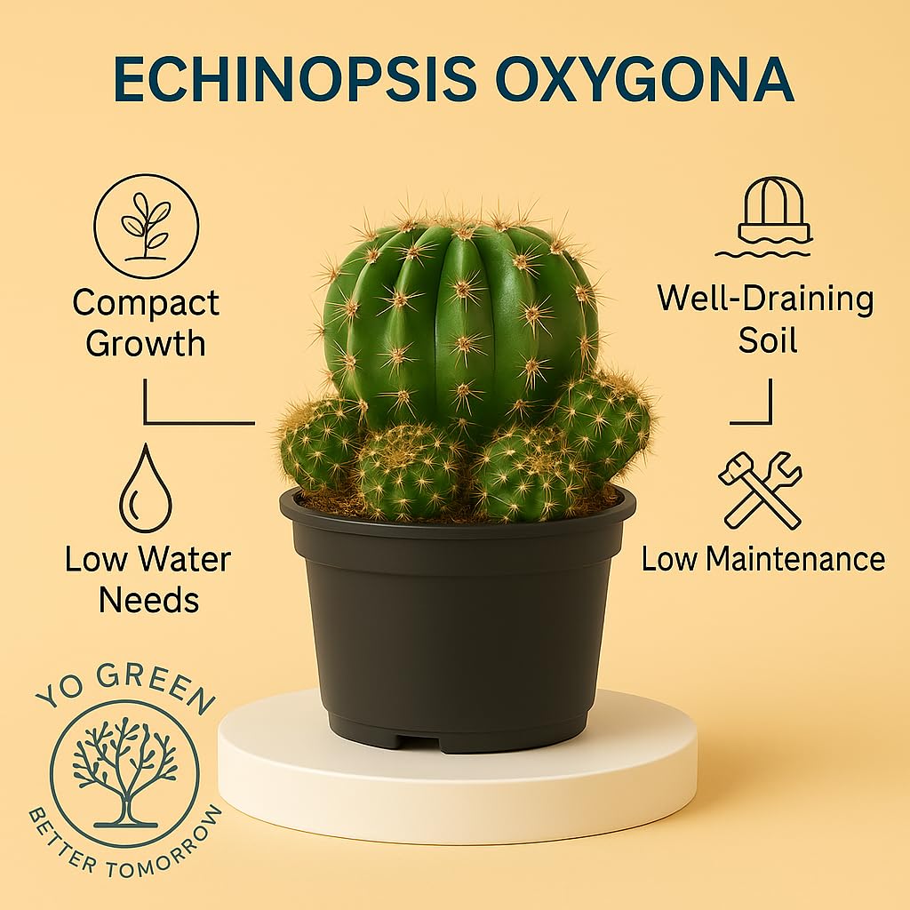 Yo Green succulent plant for Living Room - Healthy Indoor Feng Shui Plant, Low Maintenance, Air Purifying, Home Decor, Gifting, office desk