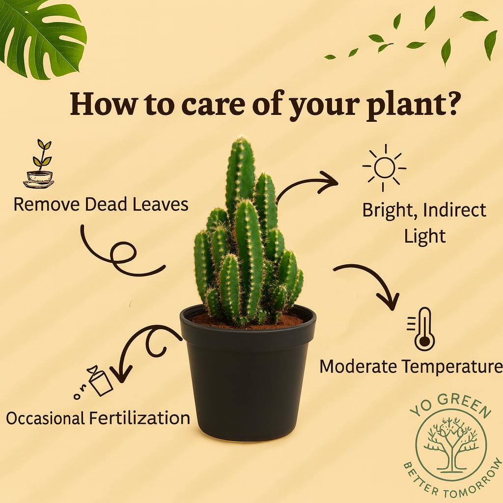 Yo Green succulent plant for Living Room - Healthy Indoor Feng Shui Plant, Low Maintenance, Air Purifying, Home Decor, Gifting, office desk