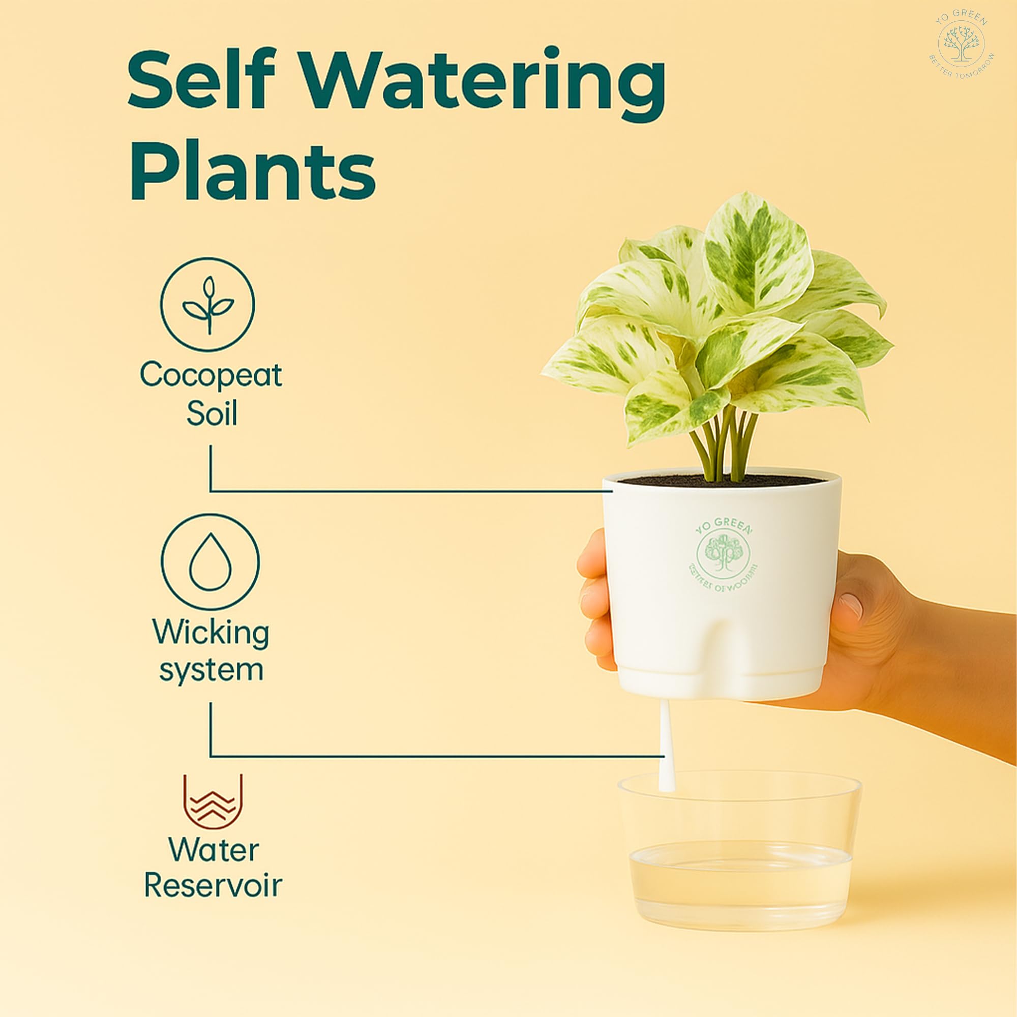 Plants for Living Room - Healthy Indoor Feng Shui Plant, Low Maintenance, Air Purifying