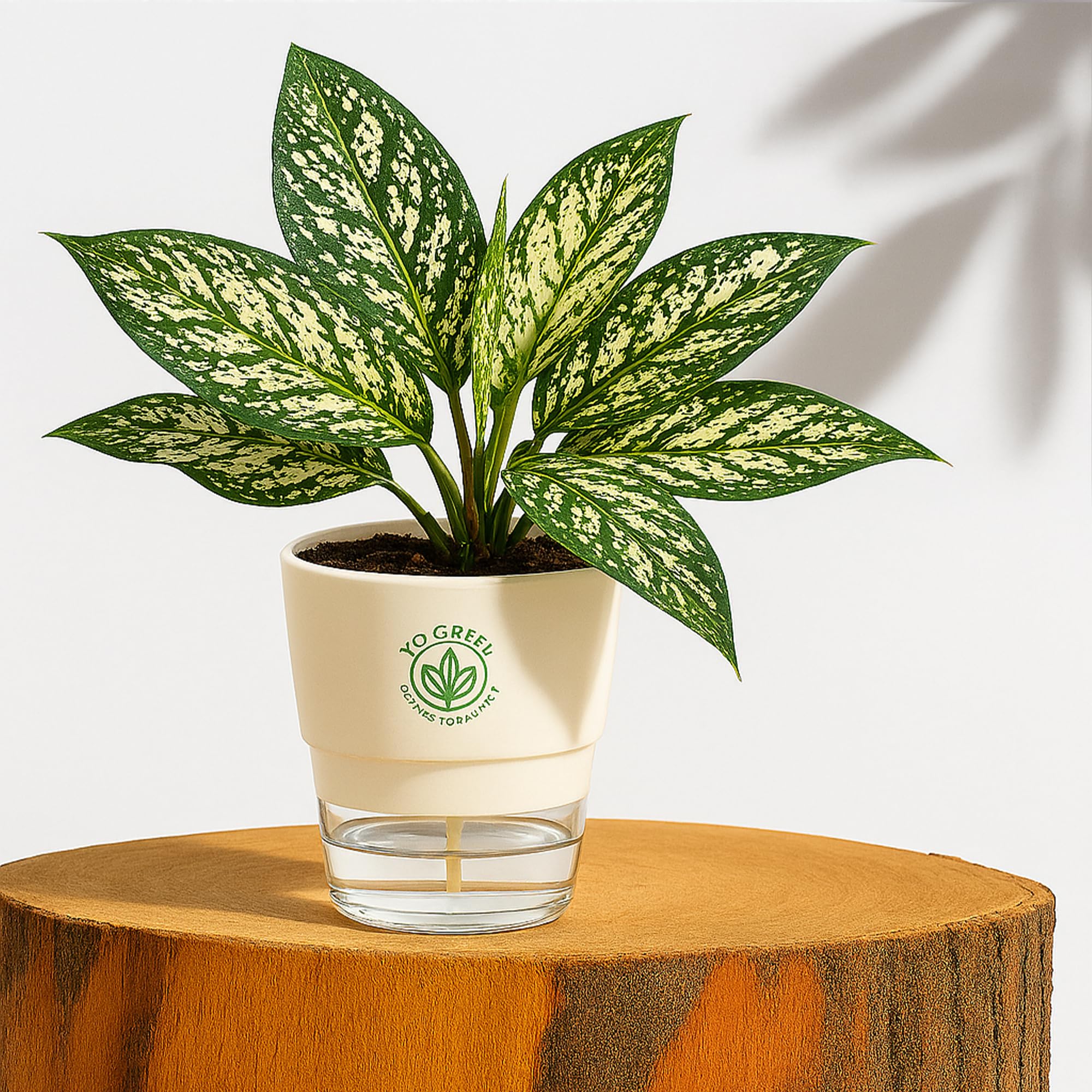 Plants for Living Room - Healthy Indoor Feng Shui Plant, Low Maintenance, Air Purifying