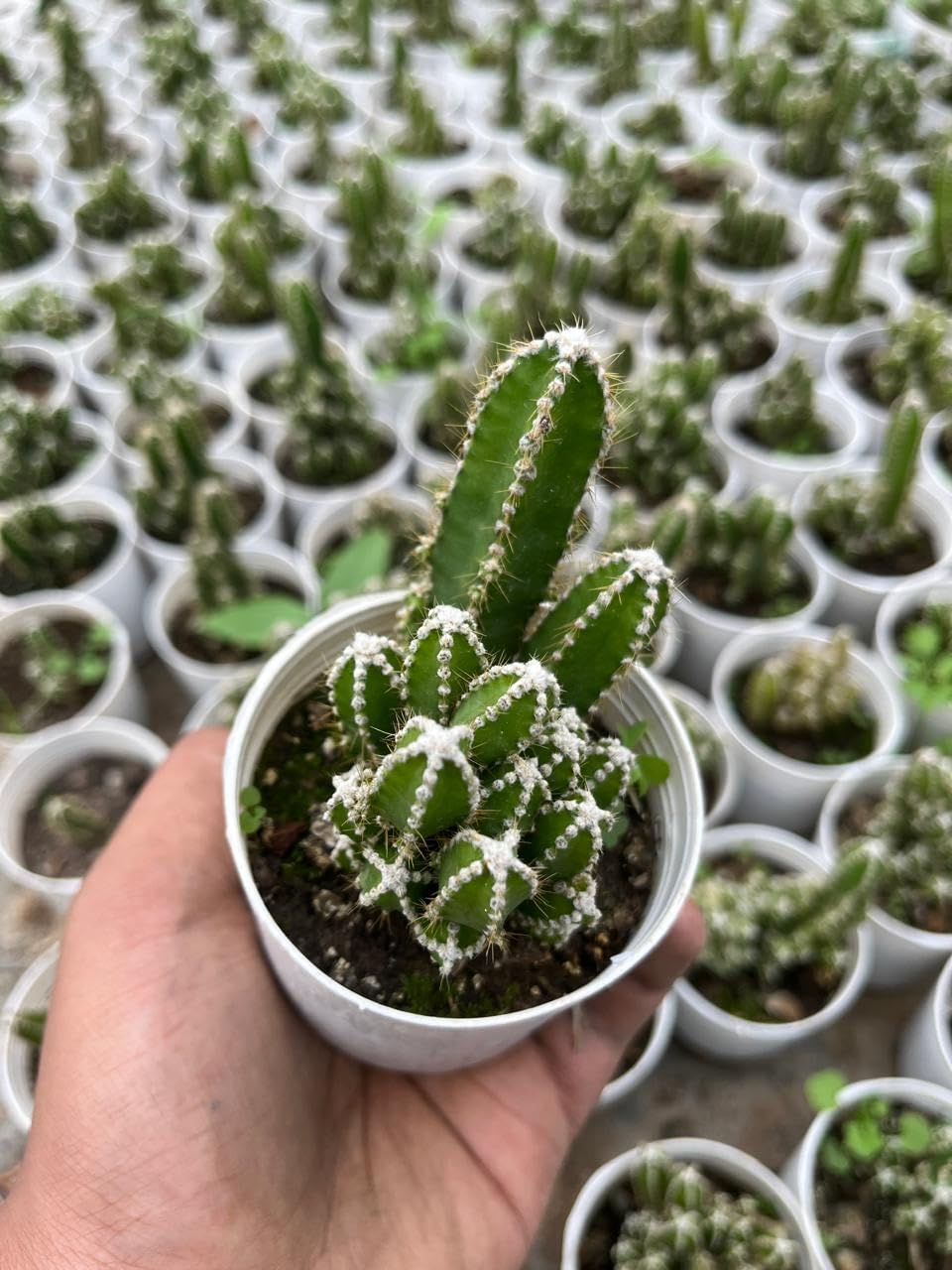 Yo Green succulent plant for Living Room - Healthy Indoor Feng Shui Plant, Low Maintenance, Air Purifying, Home Decor, Gifting, office desk