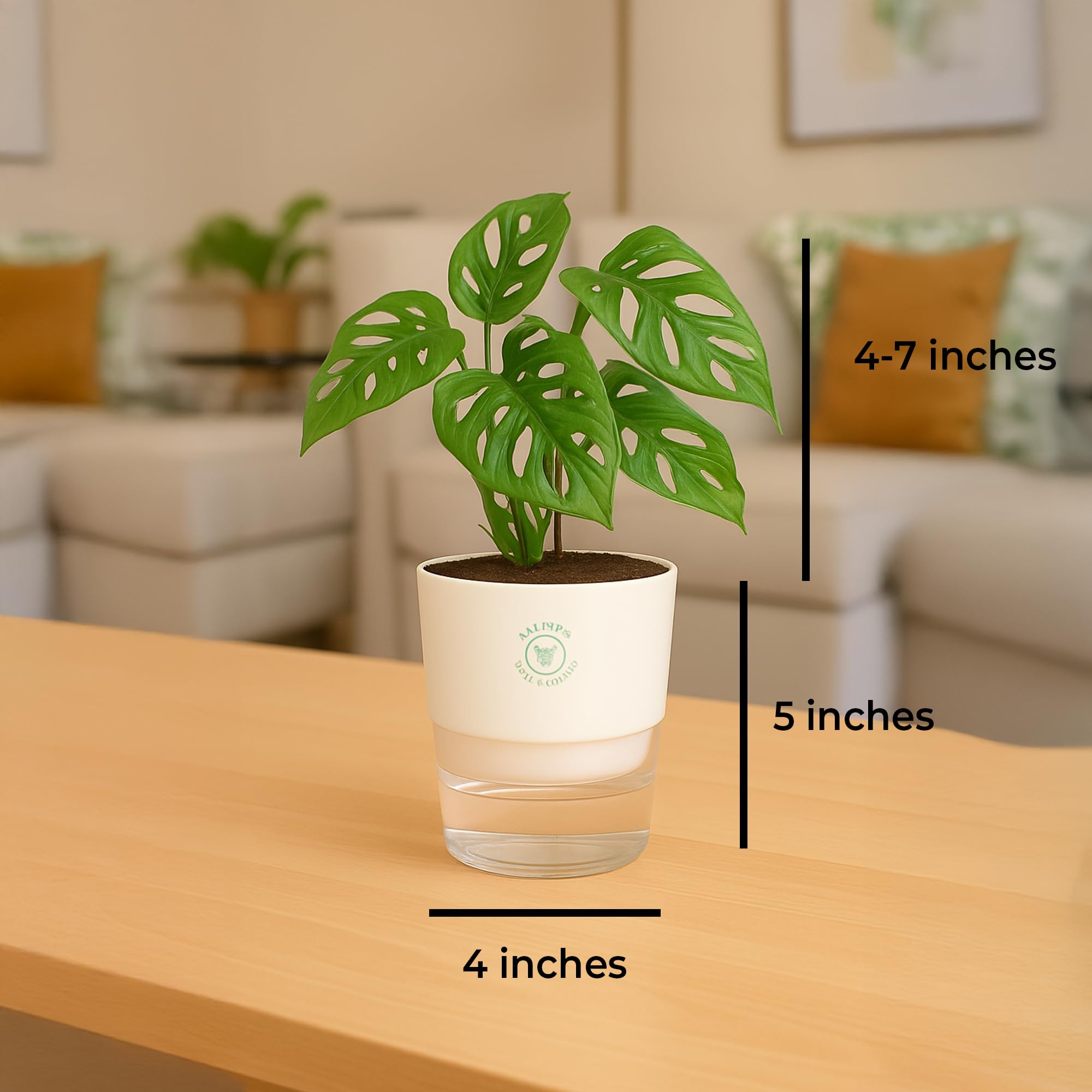 Plants for Living Room - Healthy Indoor Feng Shui Plant, Low Maintenance, Air Purifying
